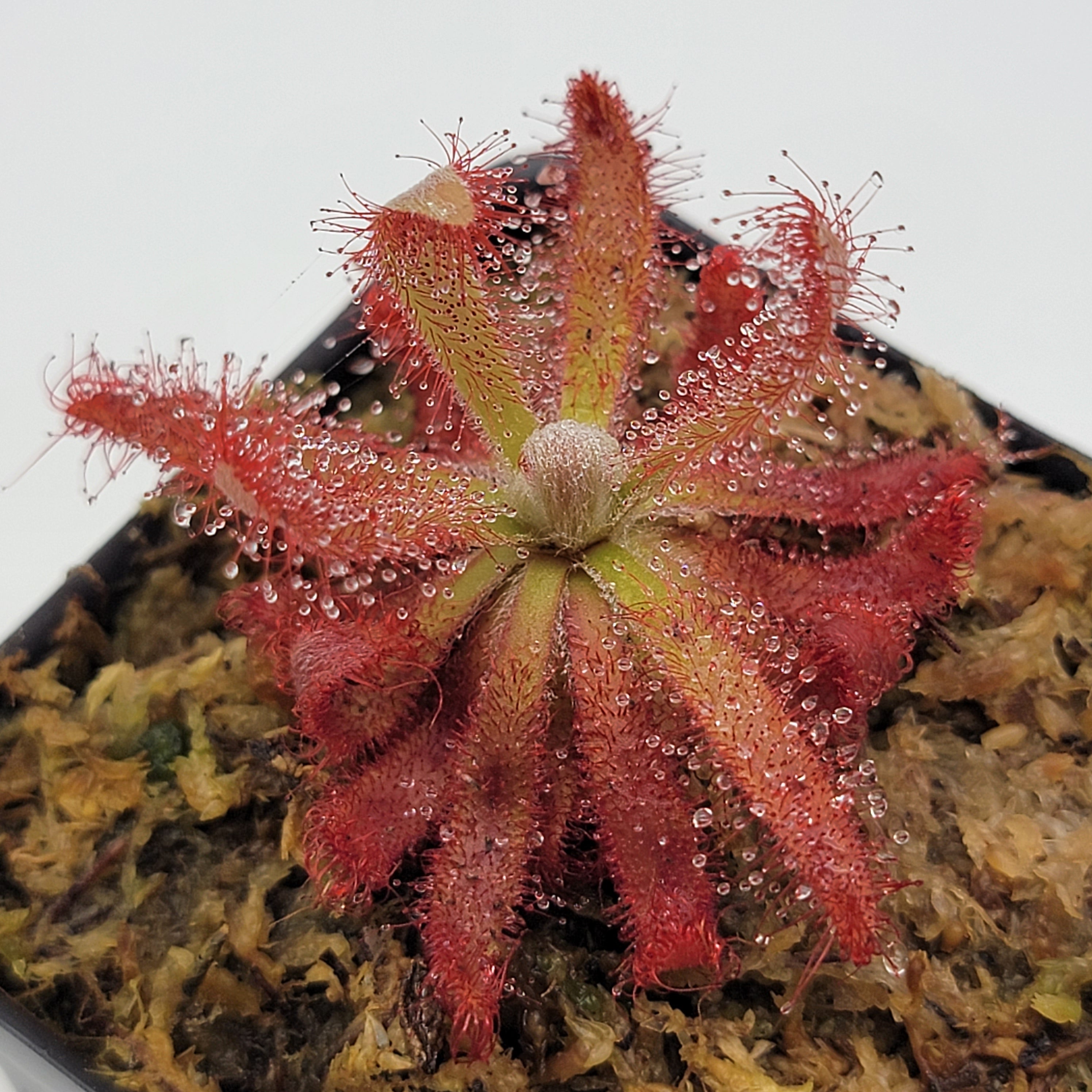 Drosera graomogolensis - -Rainbow Carnivorous Plants LLC