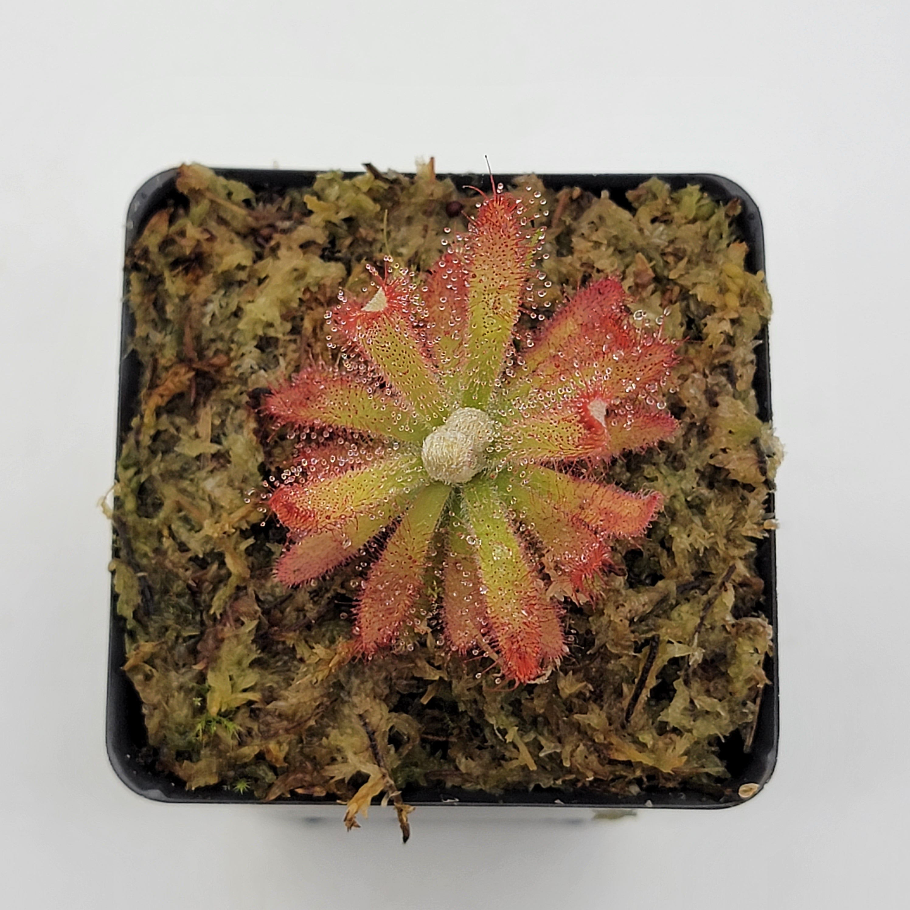 Drosera graomogolensis - Rainbow Carnivorous Plants LLC
