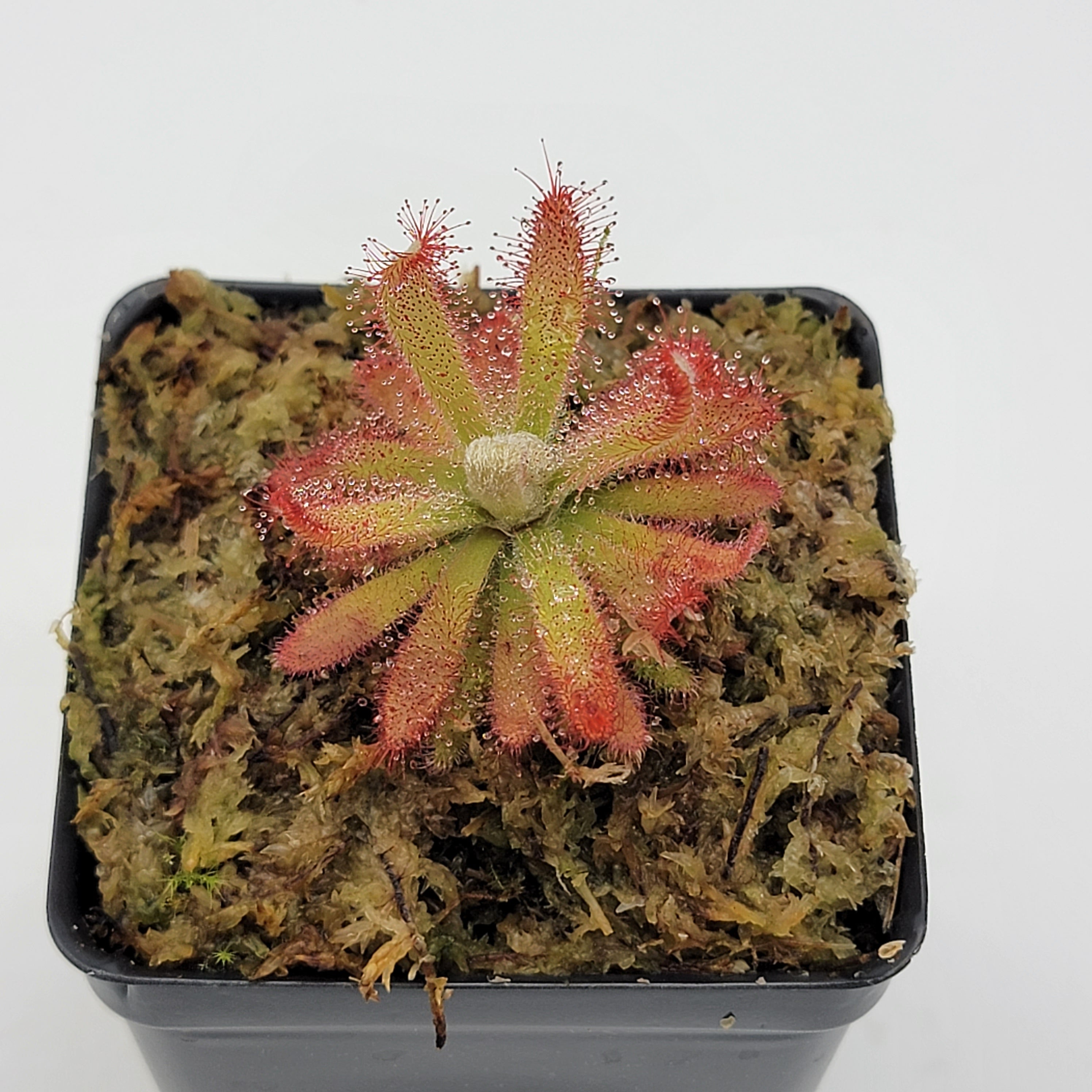 Drosera graomogolensis - -Rainbow Carnivorous Plants LLC