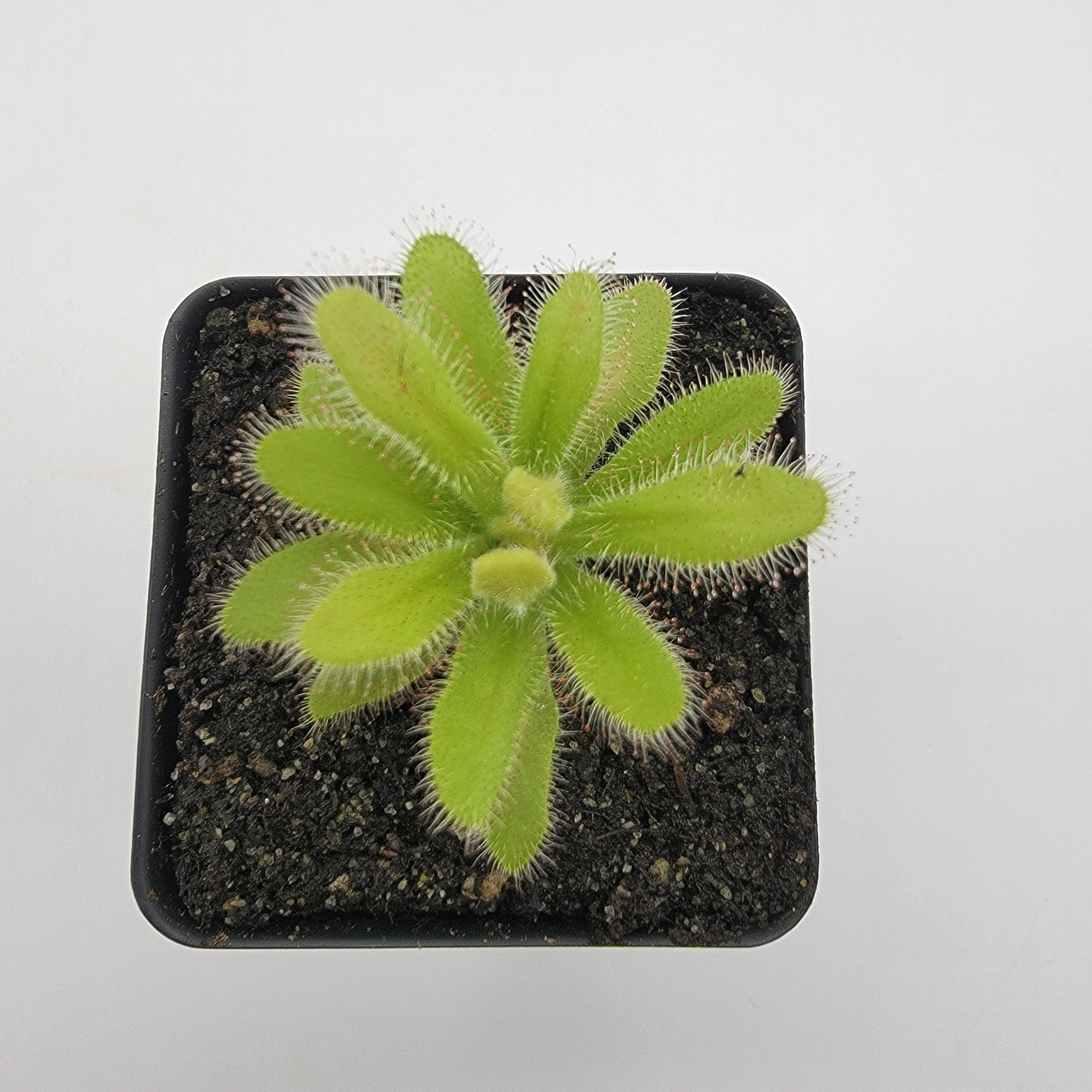 Drosera hilaris - -Rainbow Carnivorous Plants LLC