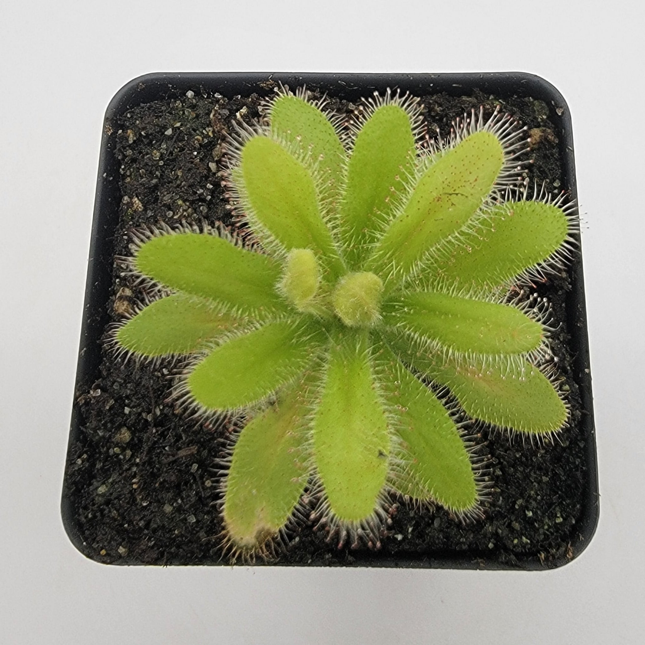 Drosera hilaris - -Rainbow Carnivorous Plants LLC