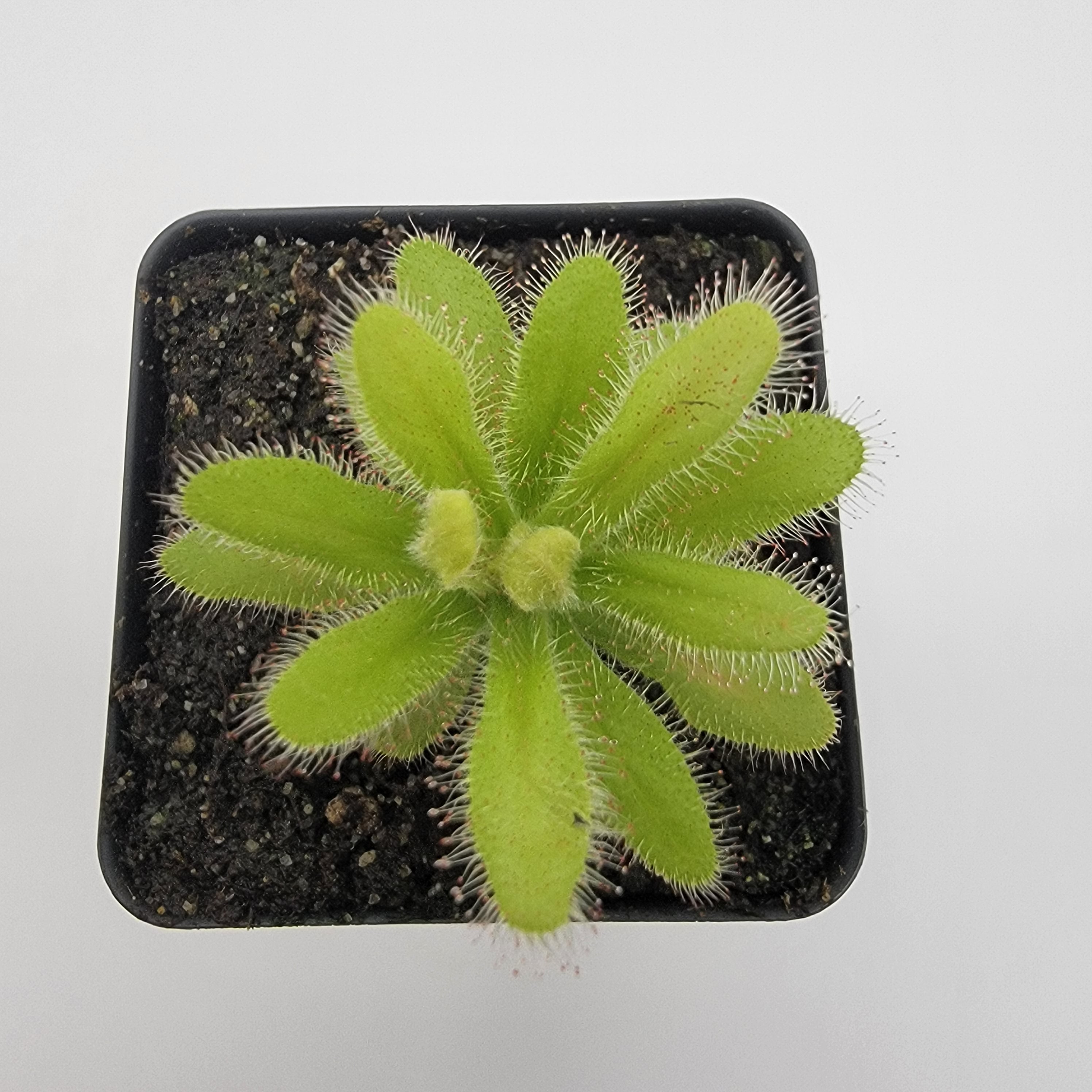 Drosera hilaris - -Rainbow Carnivorous Plants LLC