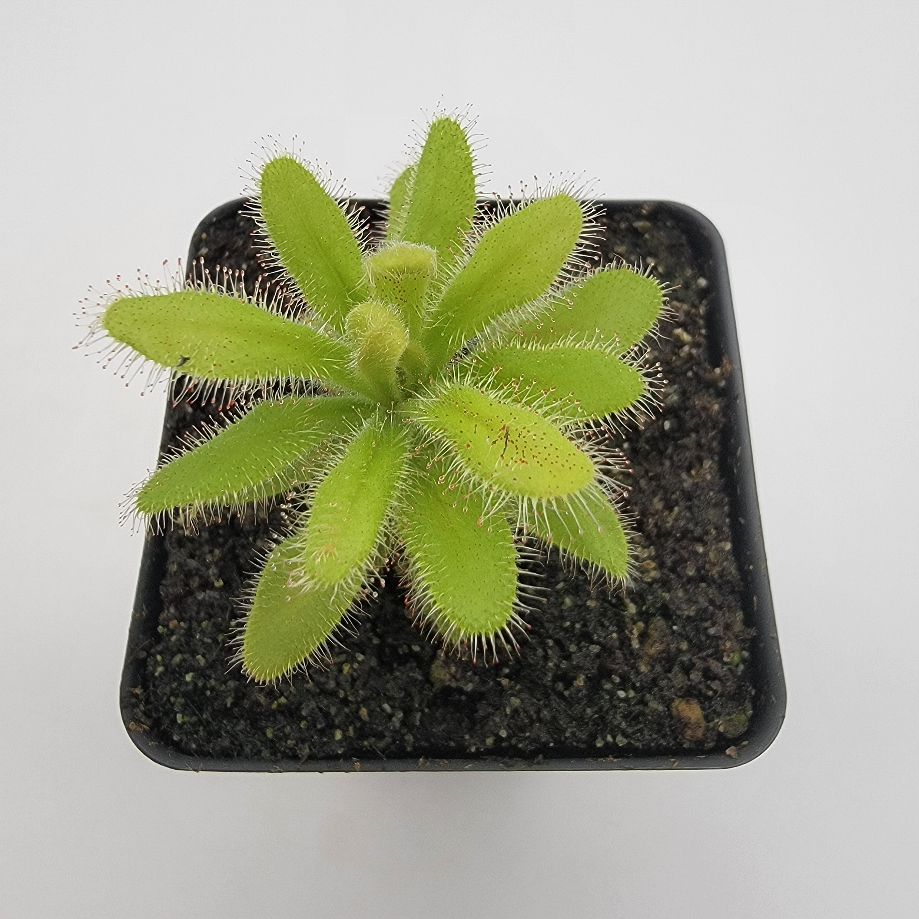 Drosera hilaris - -Rainbow Carnivorous Plants LLC