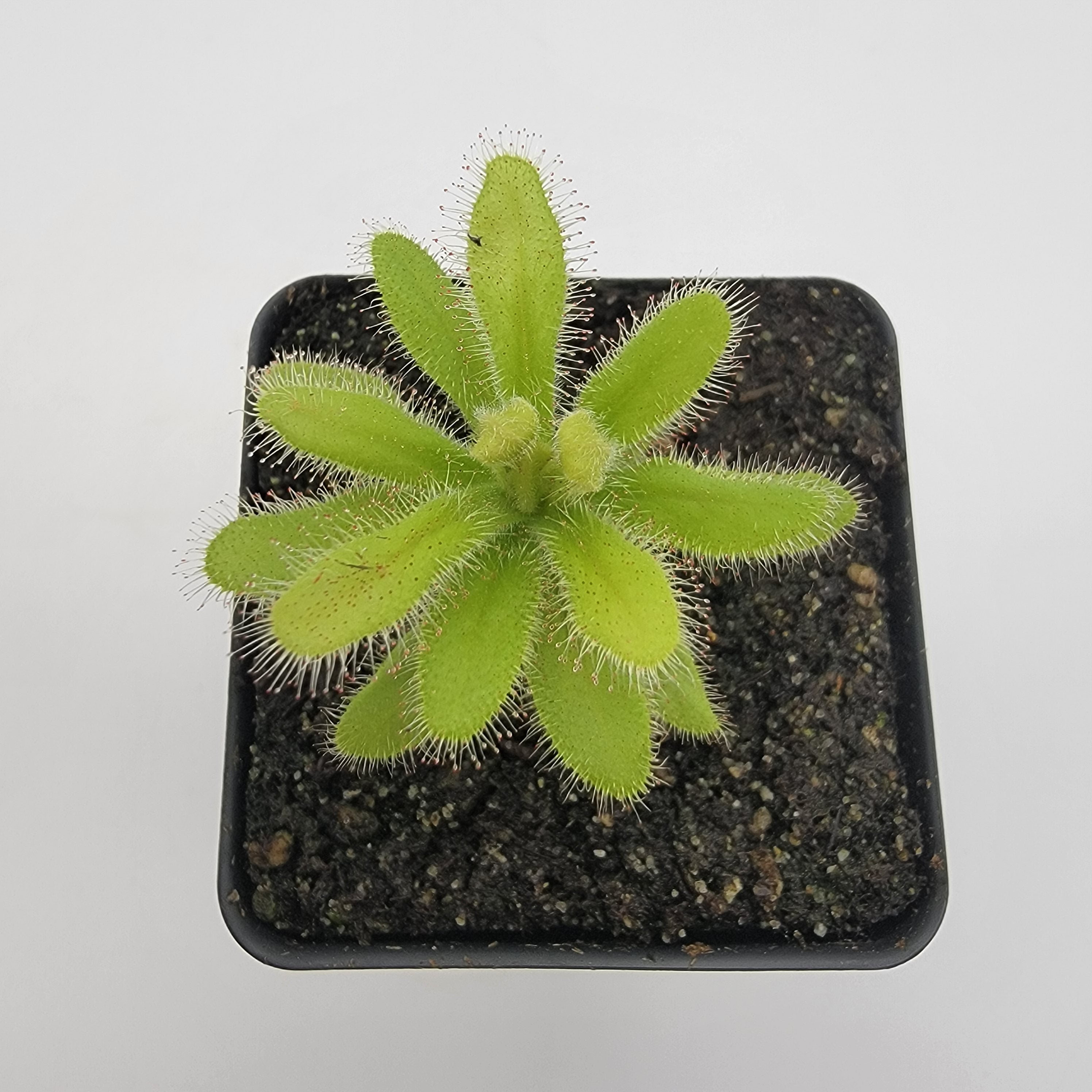 Drosera hilaris - -Rainbow Carnivorous Plants LLC