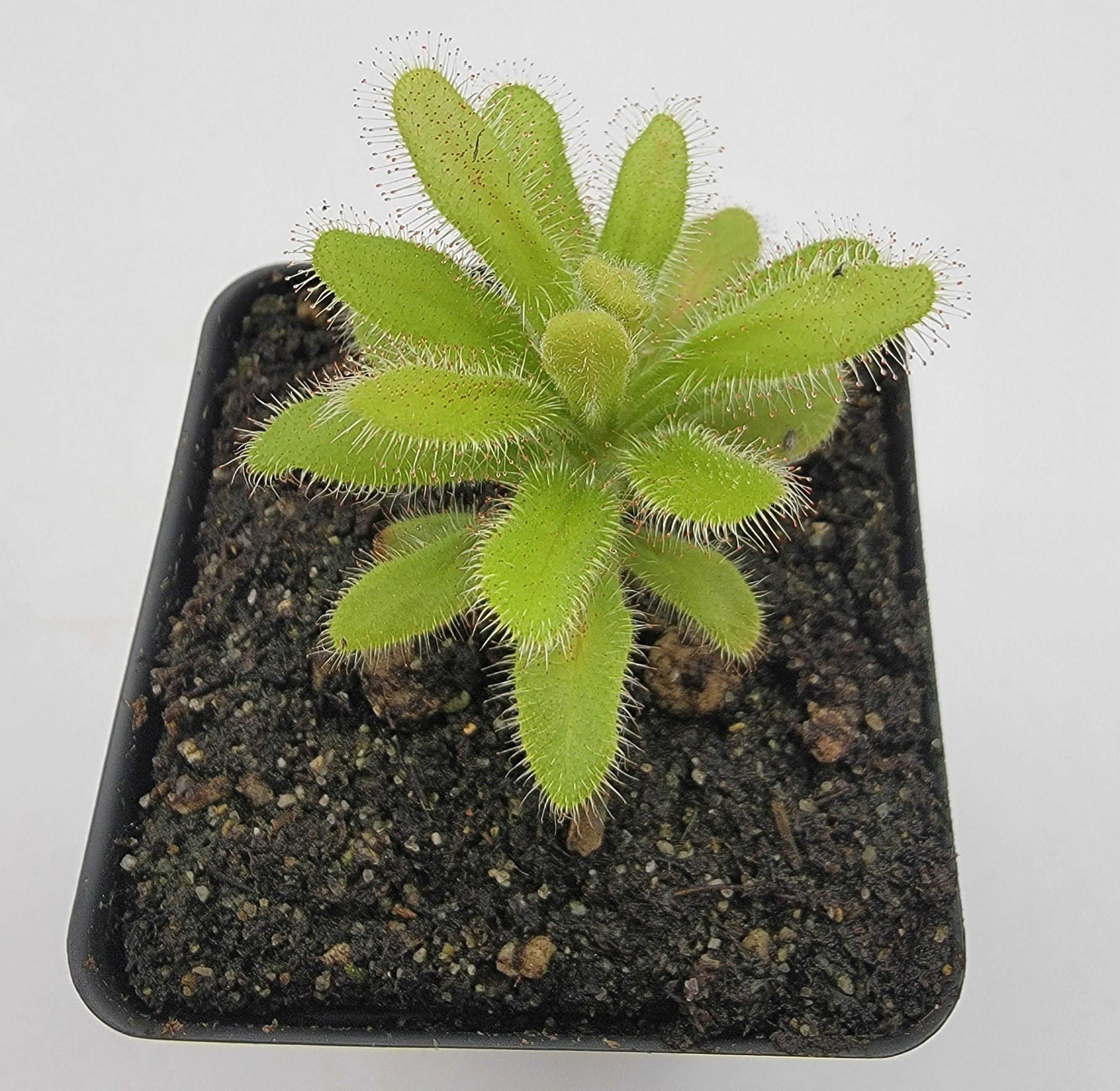 Drosera hilaris - -Rainbow Carnivorous Plants LLC