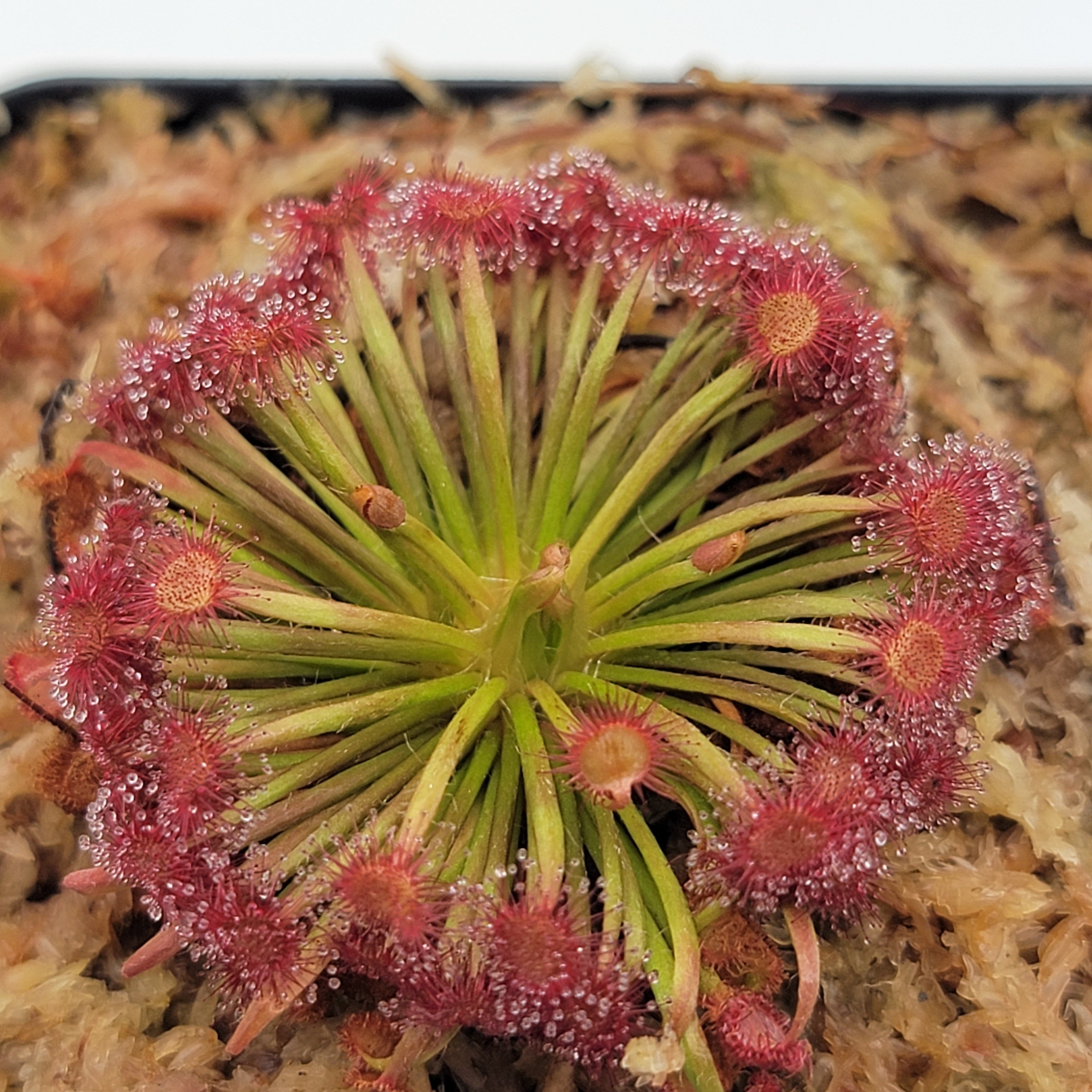 Drosera aff. lanata 'Flying Fox Creek, NT' x ordensis -Live carnivorous plant- - Rainbow Carnivorous Plants LLC