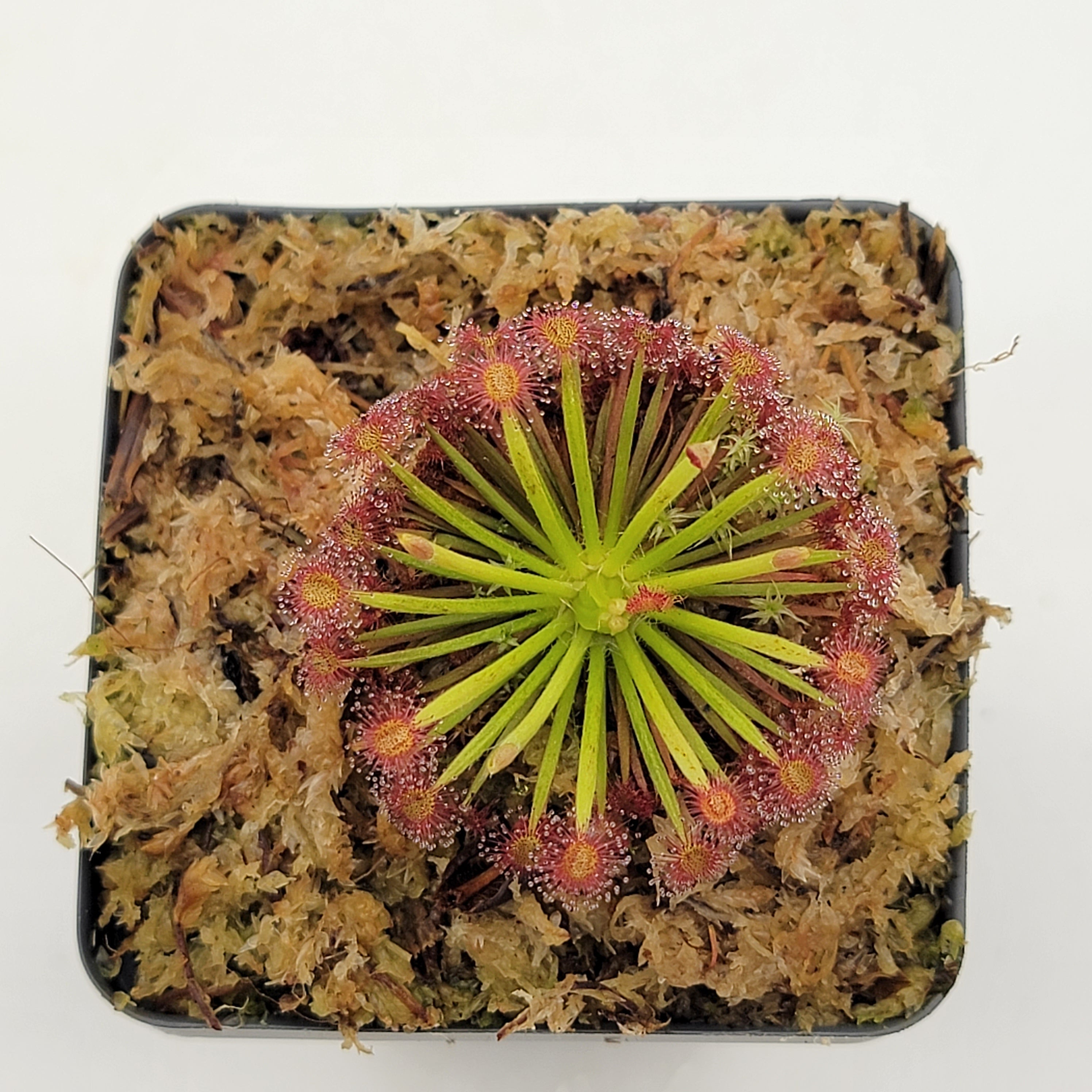 Drosera aff. lanata 'Flying Fox Creek, NT' x ordensis -Live carnivorous plant- - -Rainbow Carnivorous Plants LLC