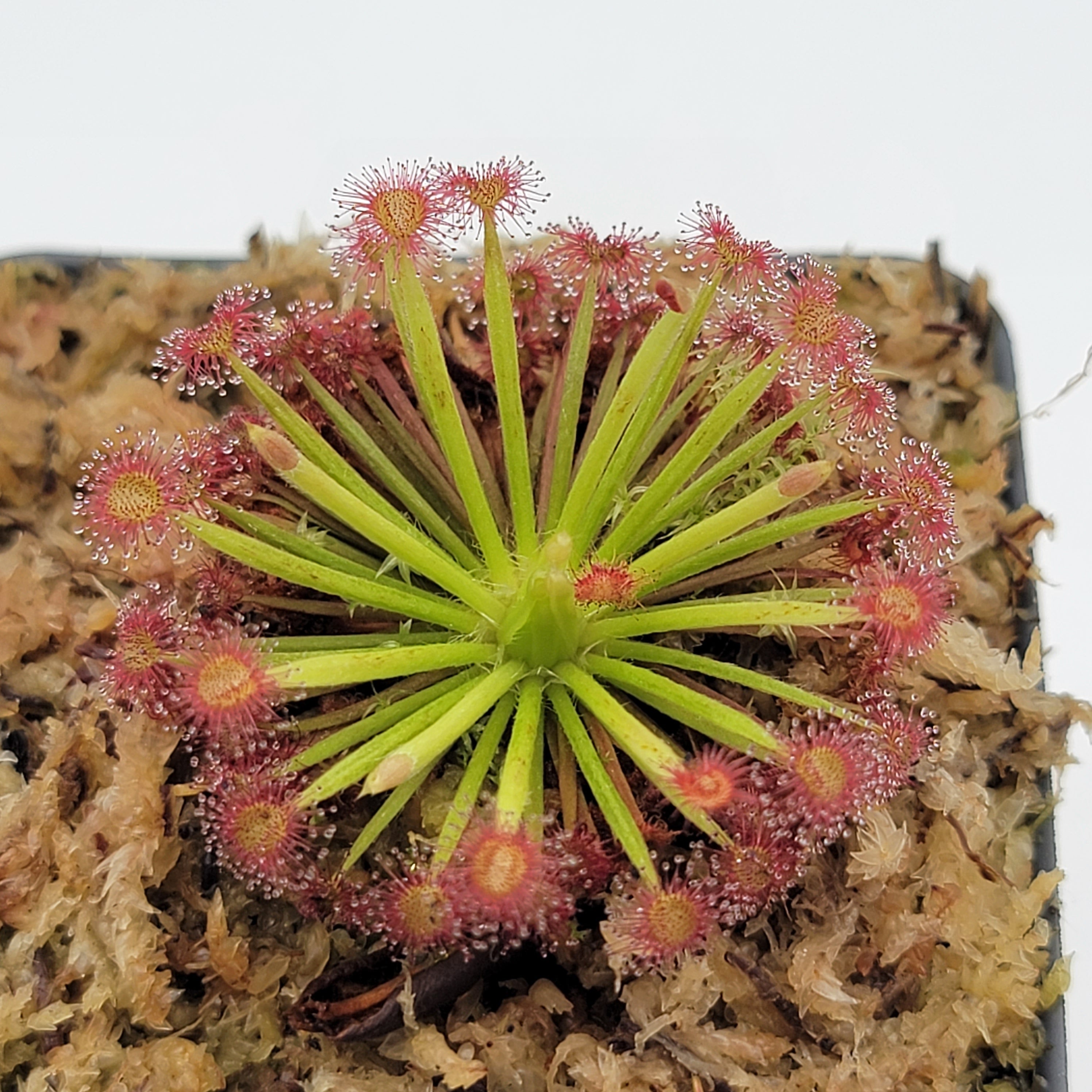 Drosera aff. lanata 'Flying Fox Creek, NT' x ordensis -Live carnivorous plant- - Rainbow Carnivorous Plants LLC