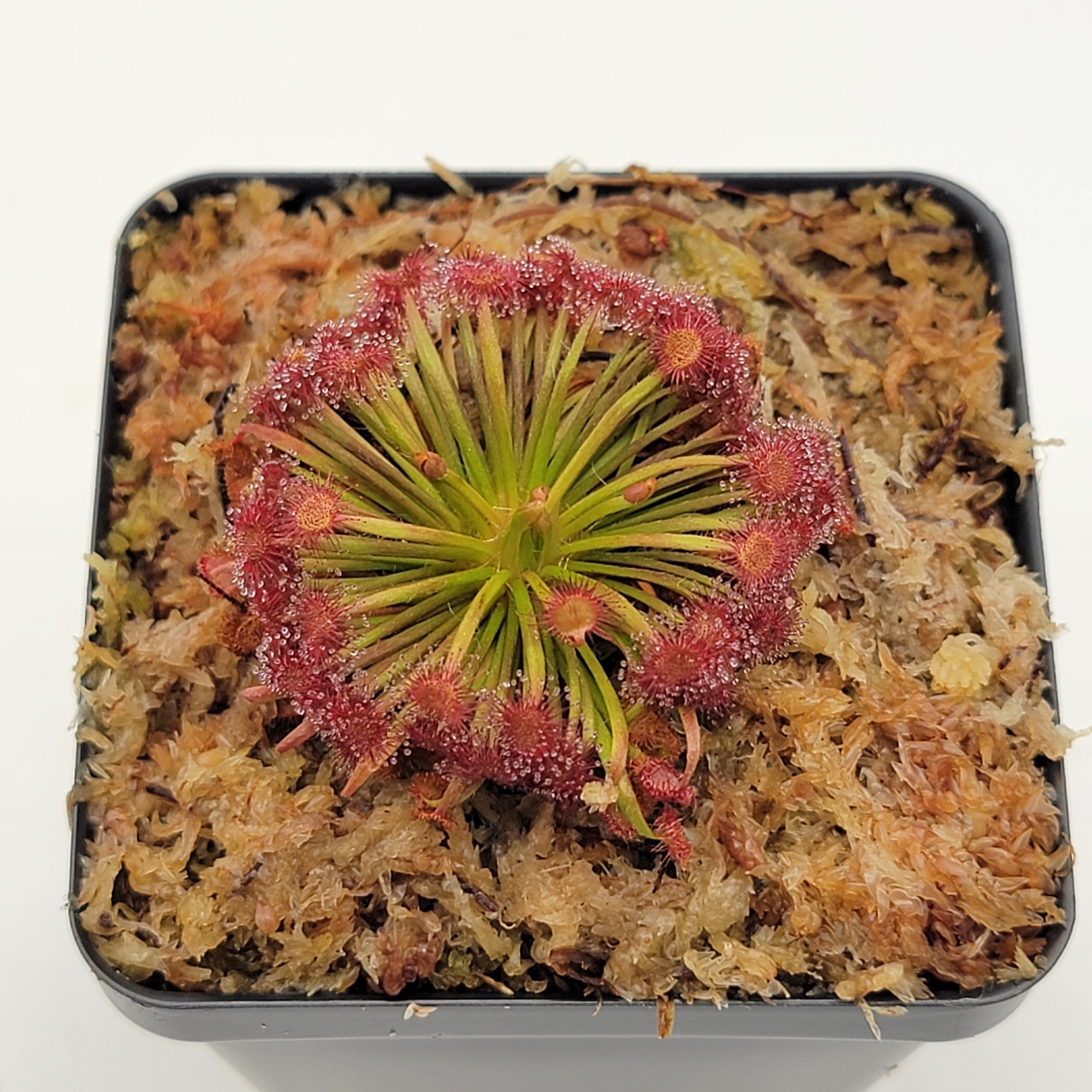Drosera aff. lanata 'Flying Fox Creek, NT' x ordensis -Live carnivorous plant- - -Rainbow Carnivorous Plants LLC