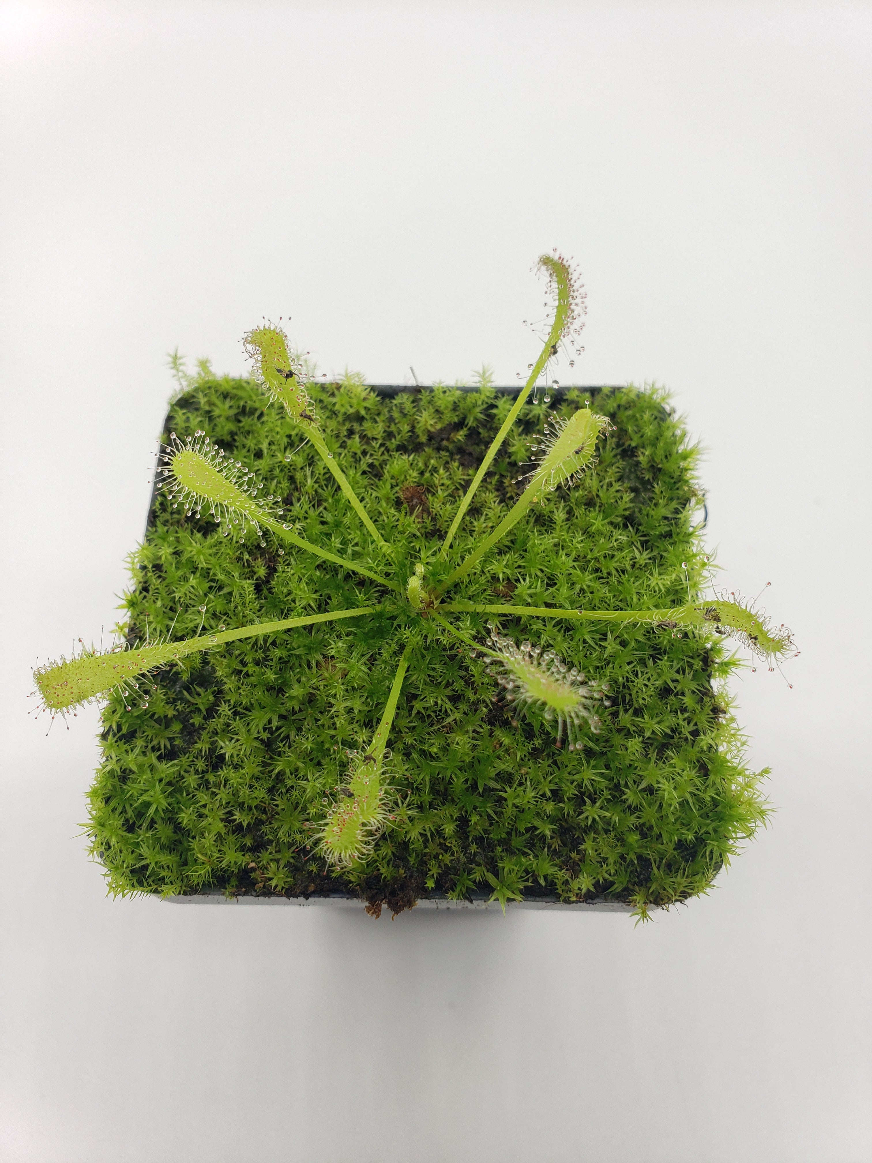 Drosera nidiformis -Live carnivorous plant- - -Rainbow Carnivorous Plants LLC