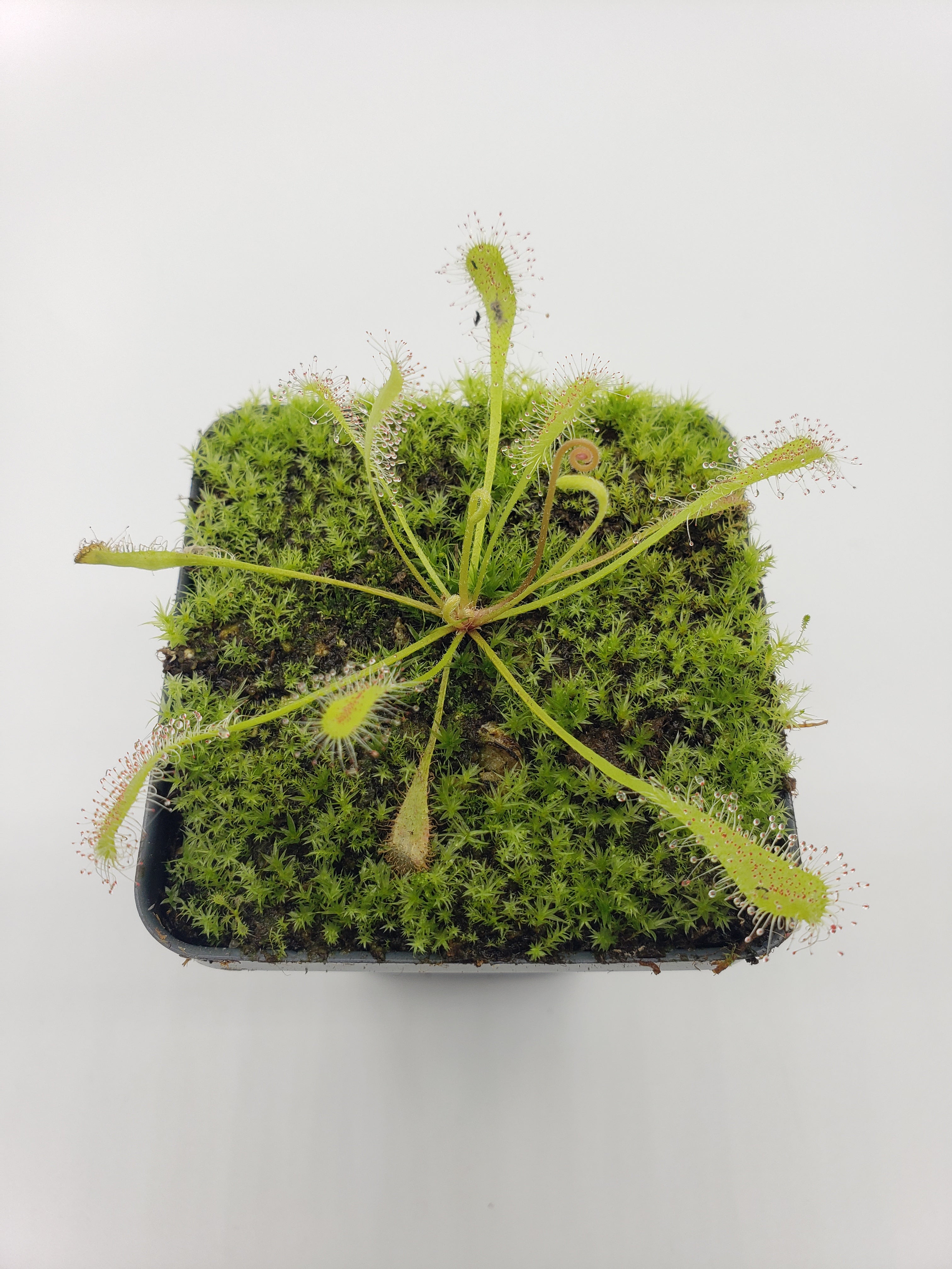 Drosera nidiformis -Live carnivorous plant- - -Rainbow Carnivorous Plants LLC