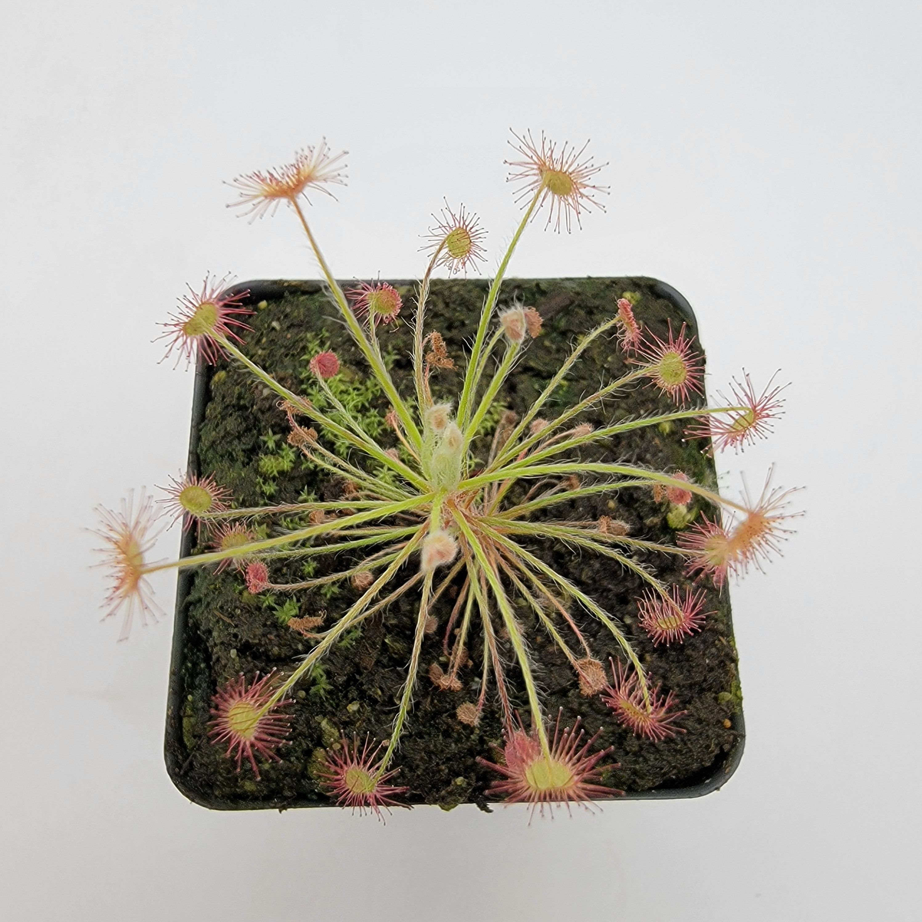 Drosera paradoxa type form-Live carnivorous plant- - -Rainbow Carnivorous Plants LLC