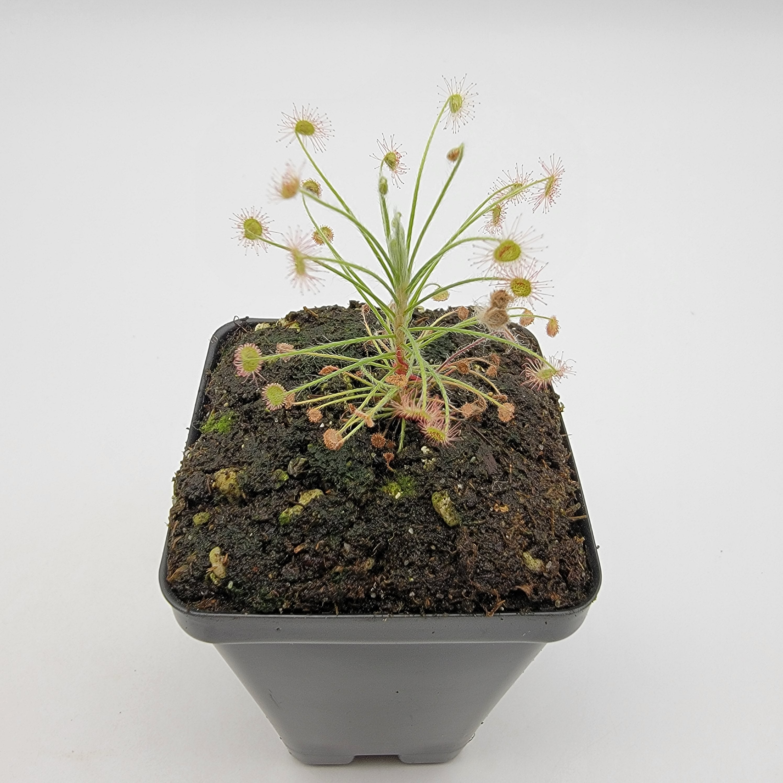 Drosera paradoxa type form-Live carnivorous plant- - -Rainbow Carnivorous Plants LLC