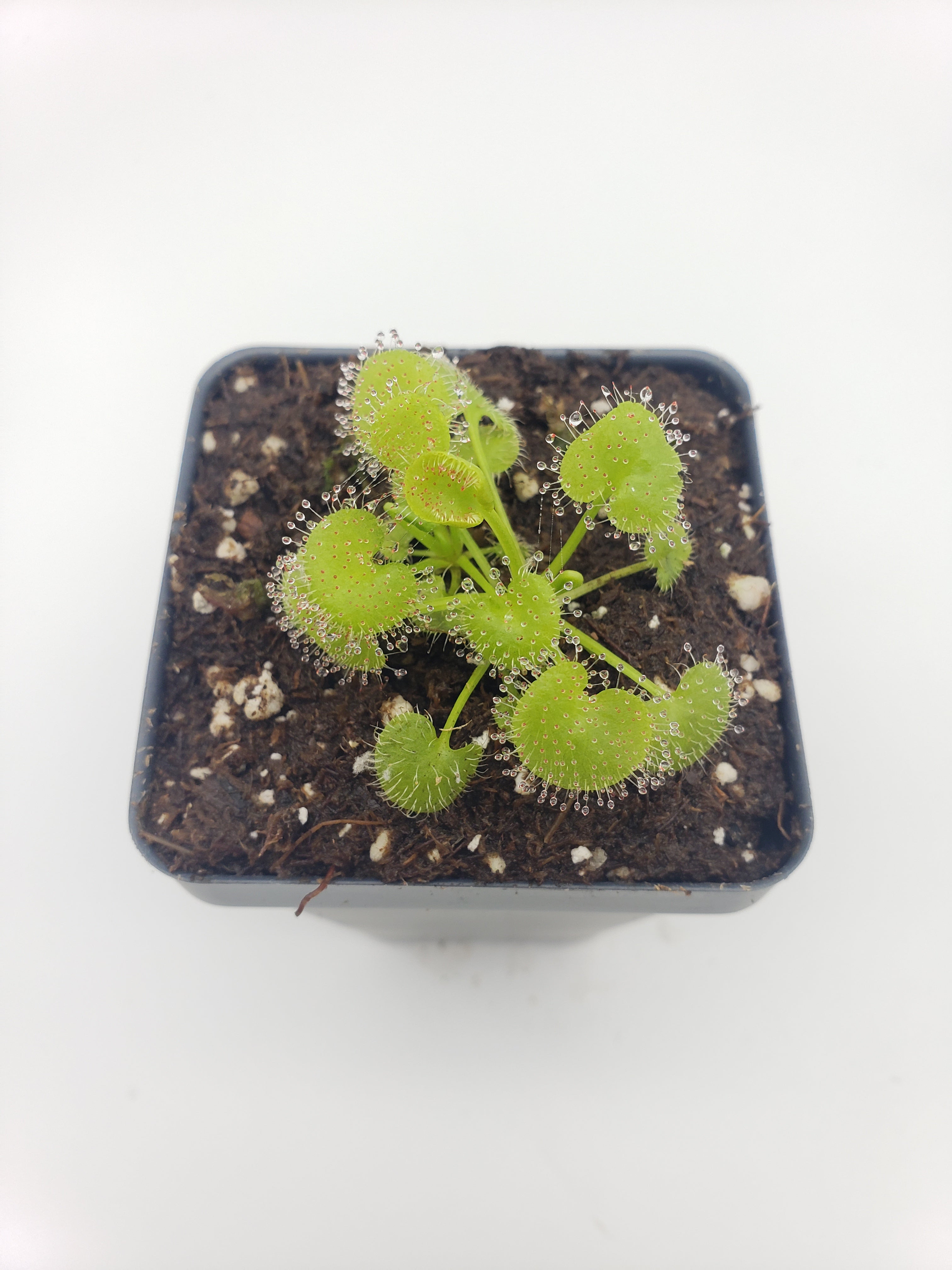 Drosera prolifera -Live carnivorous plant- - -Rainbow Carnivorous Plants LLC