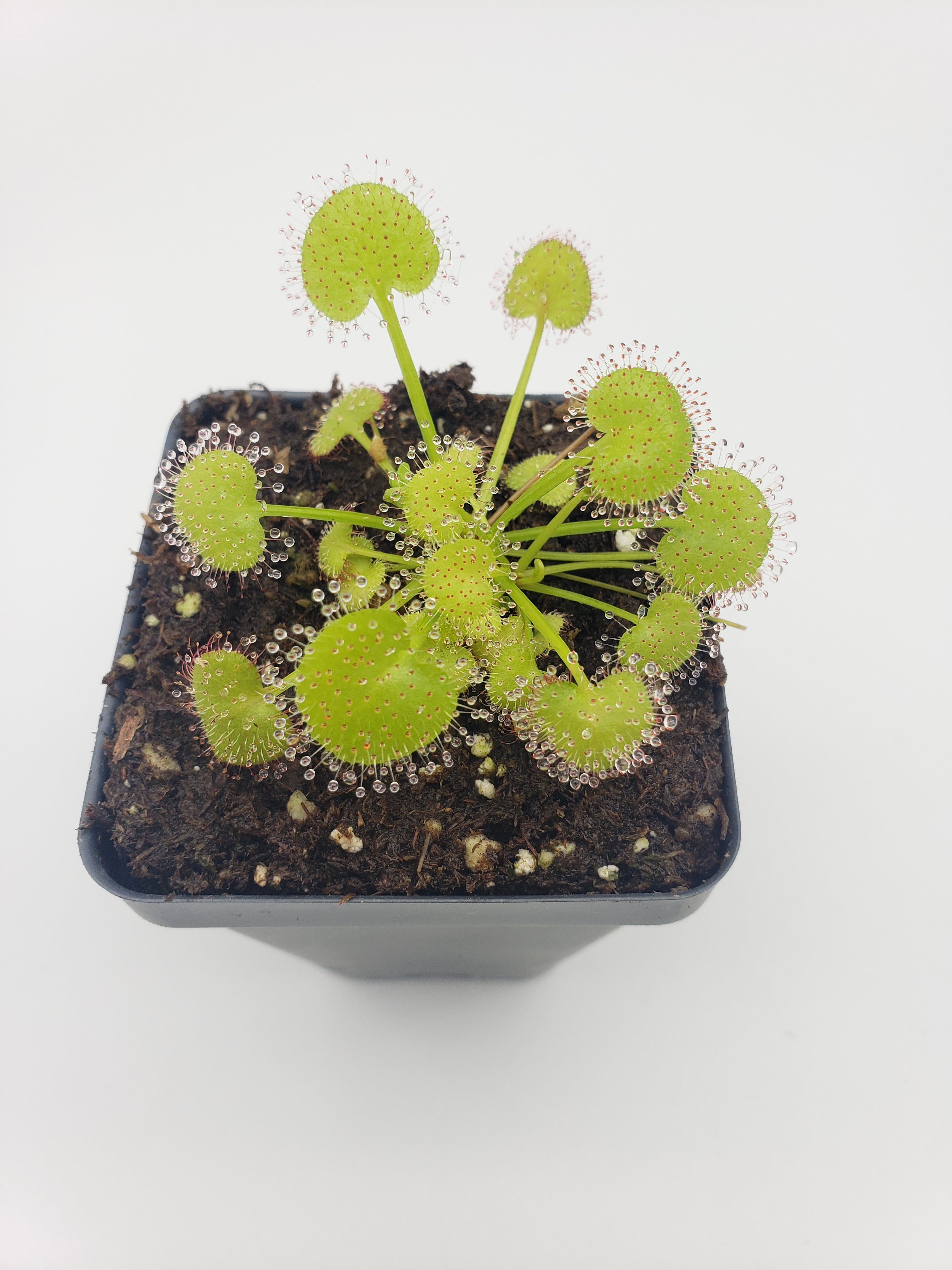 Drosera prolifera  -Live carnivorous plant- - Rainbow Carnivorous Plants LLC