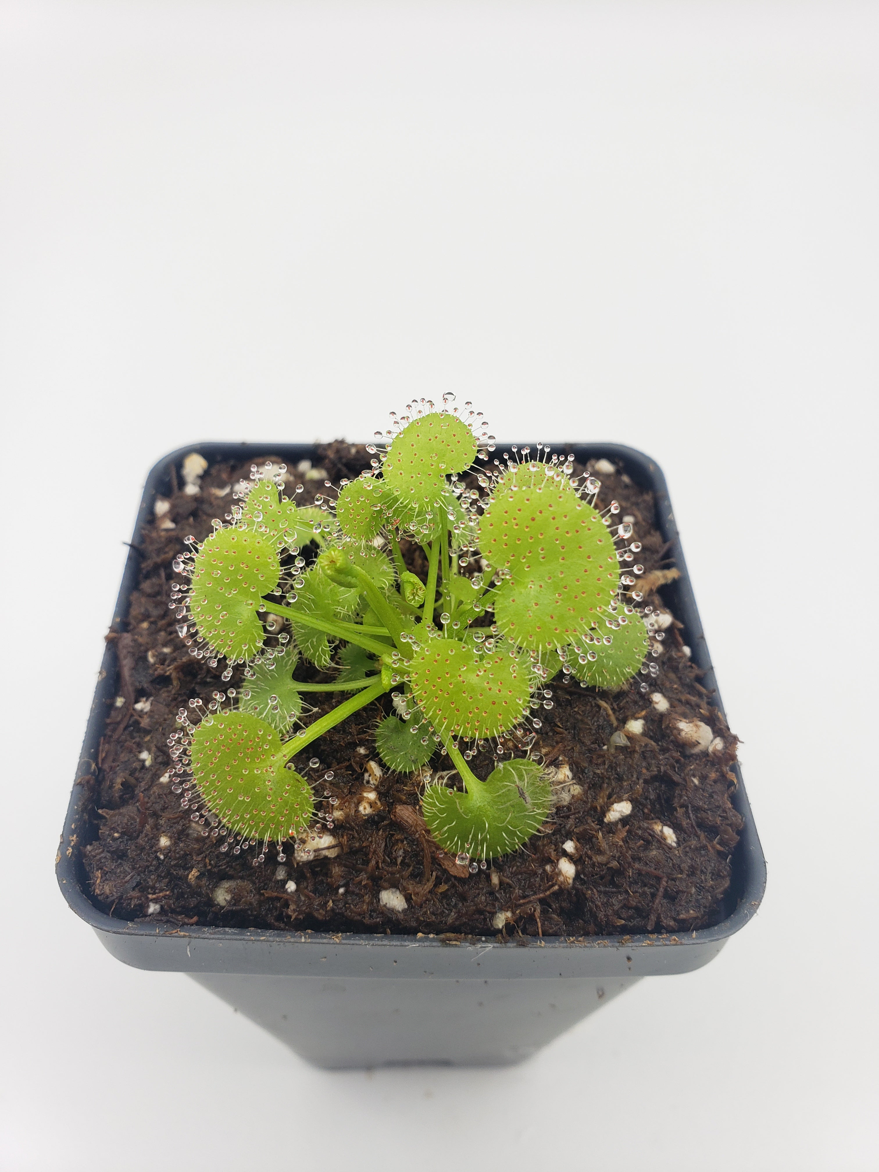 Drosera prolifera  -Live carnivorous plant- - -Rainbow Carnivorous Plants LLC