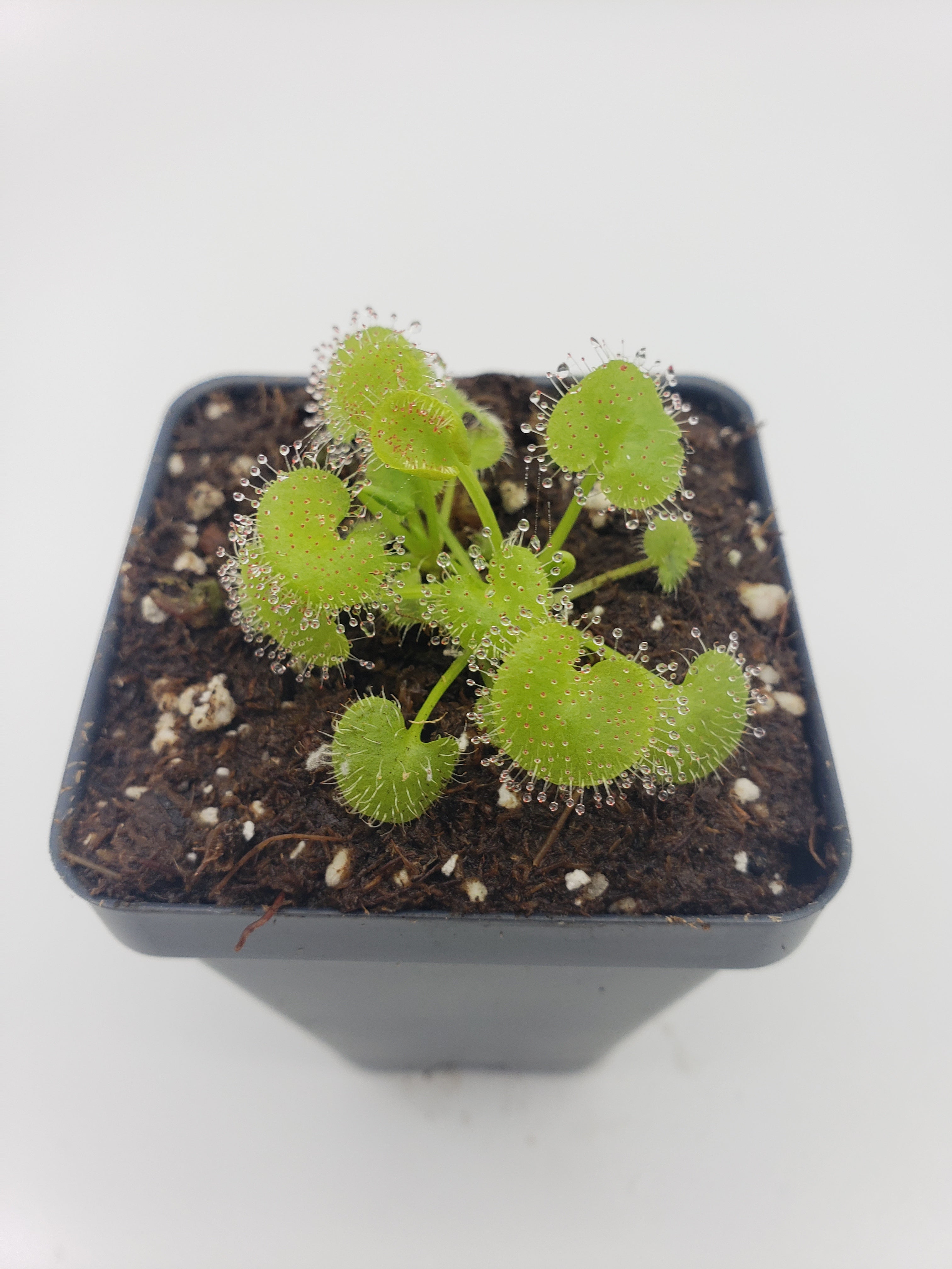 Drosera prolifera -Live carnivorous plant- - -Rainbow Carnivorous Plants LLC