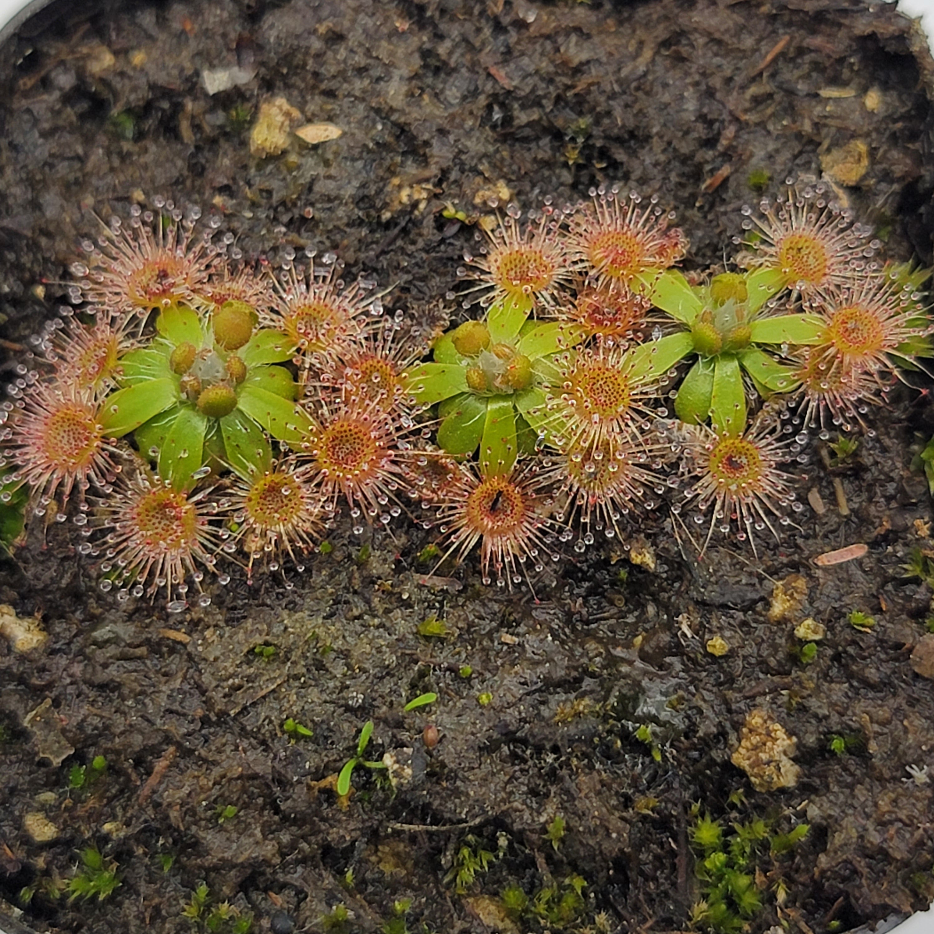 Drosera pulchella (Salmon flower) - -Rainbow Carnivorous Plants LLC