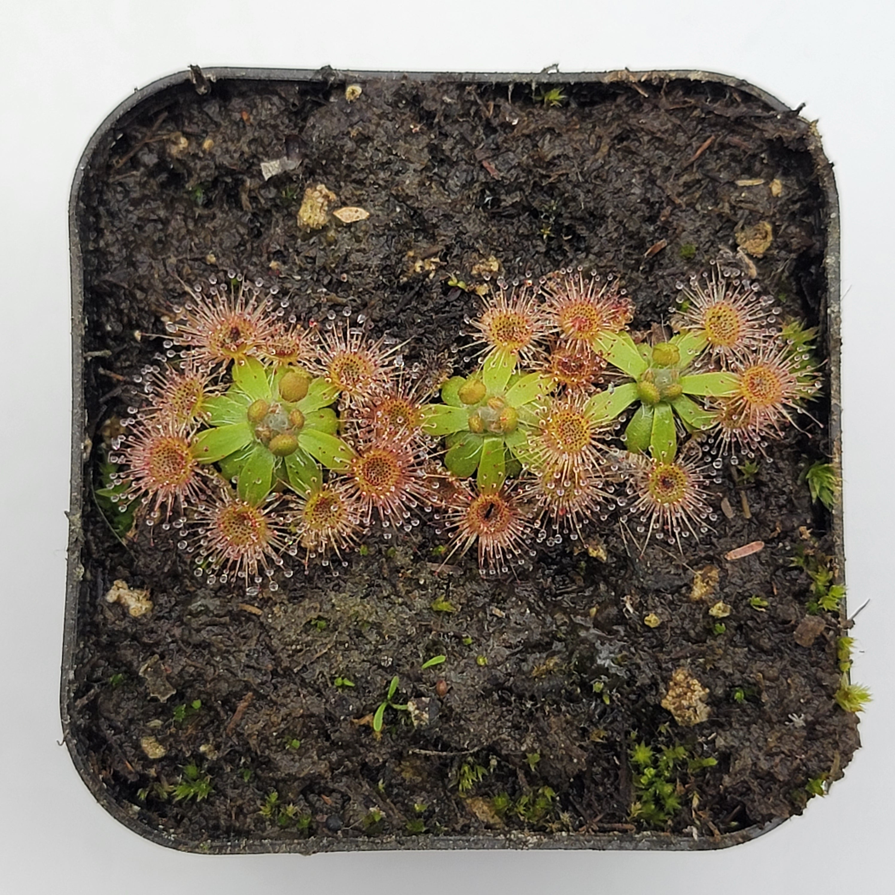 Drosera pulchella (Salmon flower) - -Rainbow Carnivorous Plants LLC