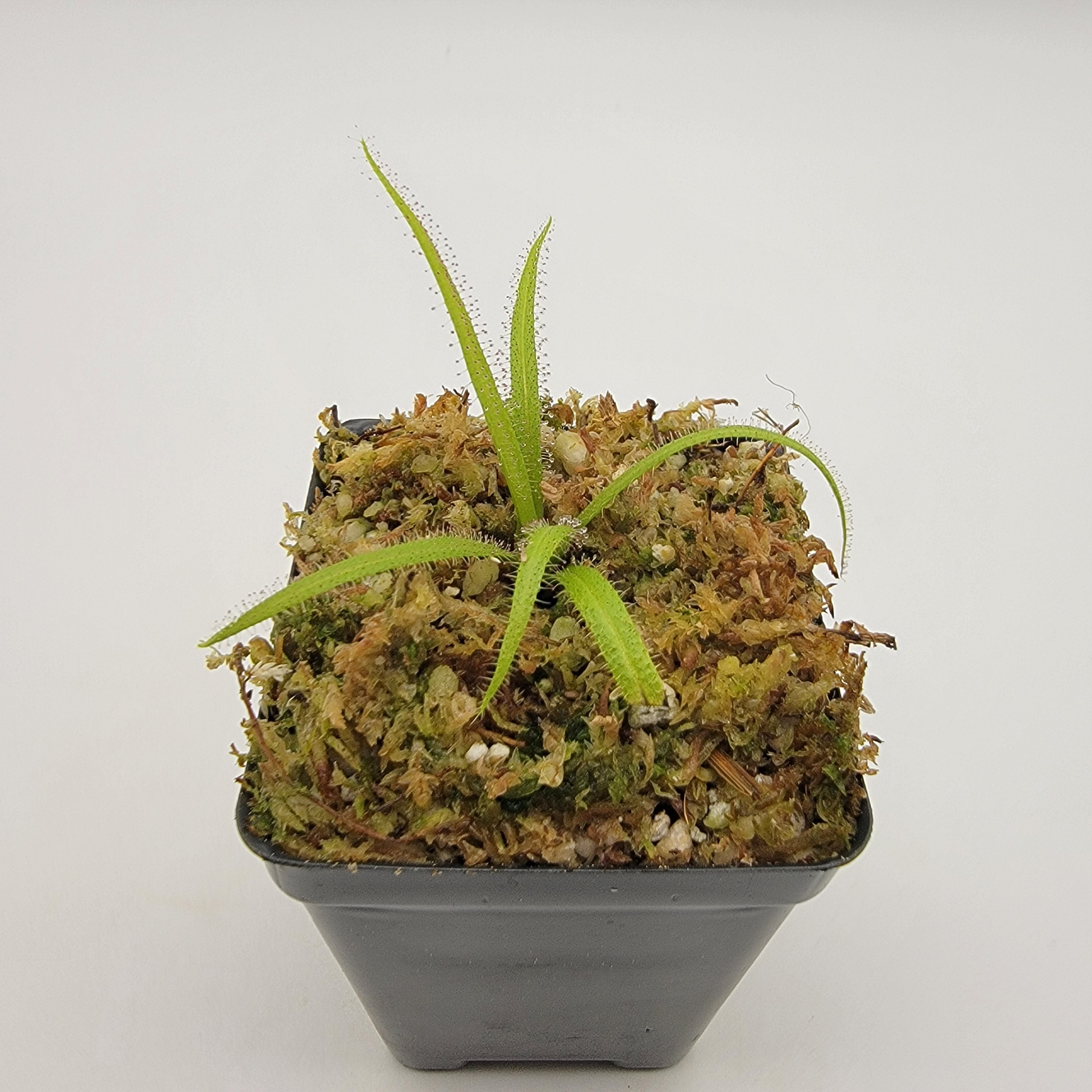 Drosera regia - -Rainbow Carnivorous Plants LLC