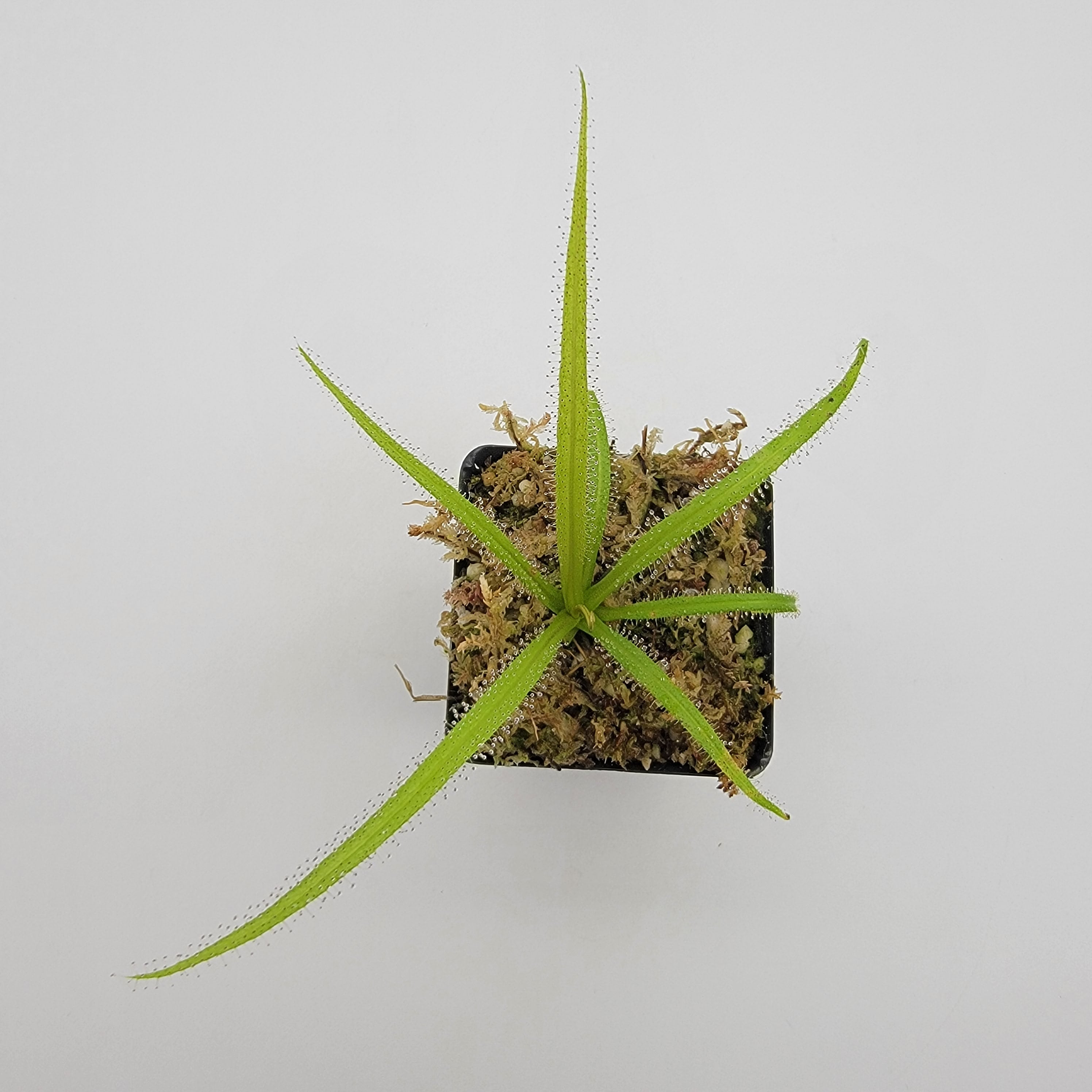 Drosera regia - -Rainbow Carnivorous Plants LLC