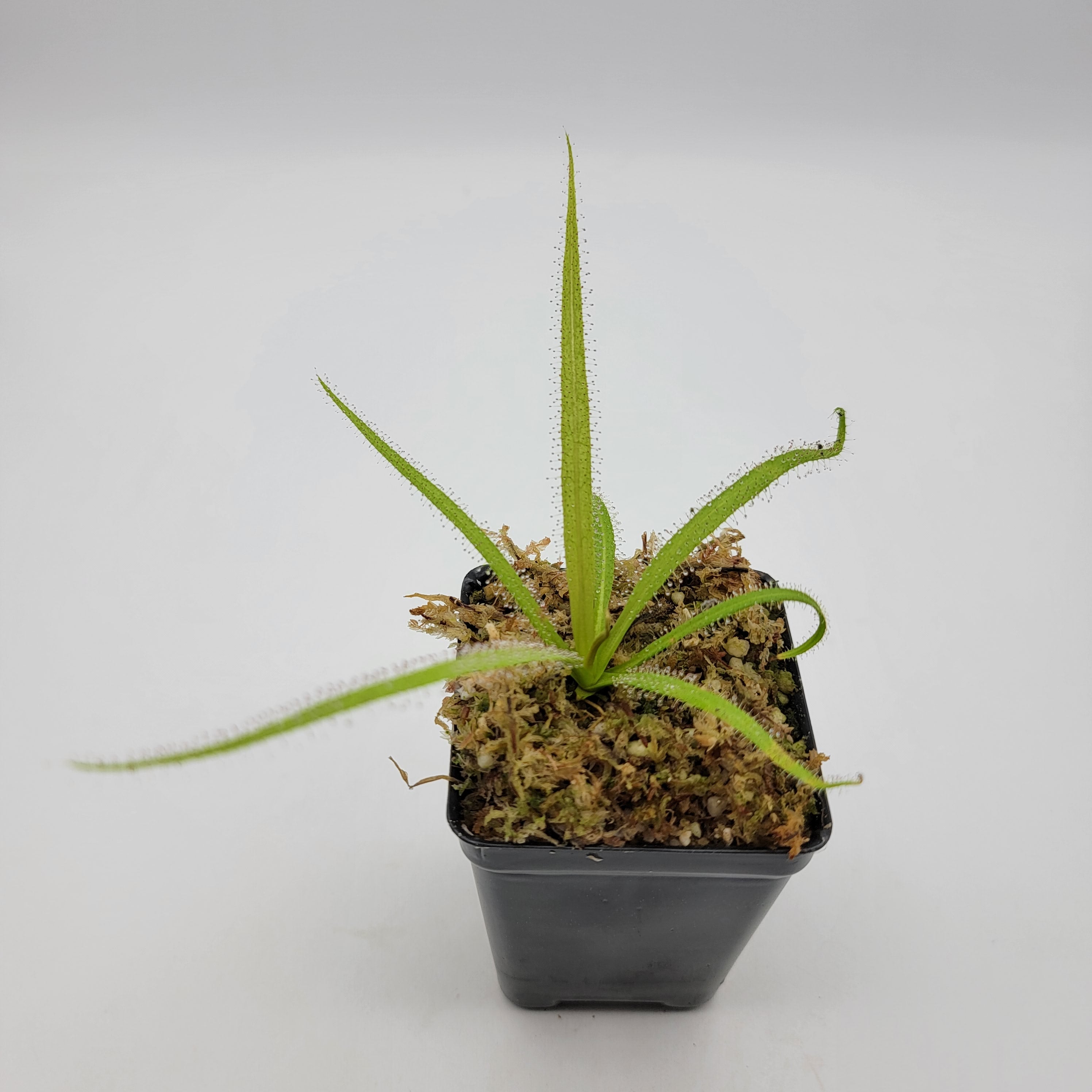 Drosera regia - -Rainbow Carnivorous Plants LLC