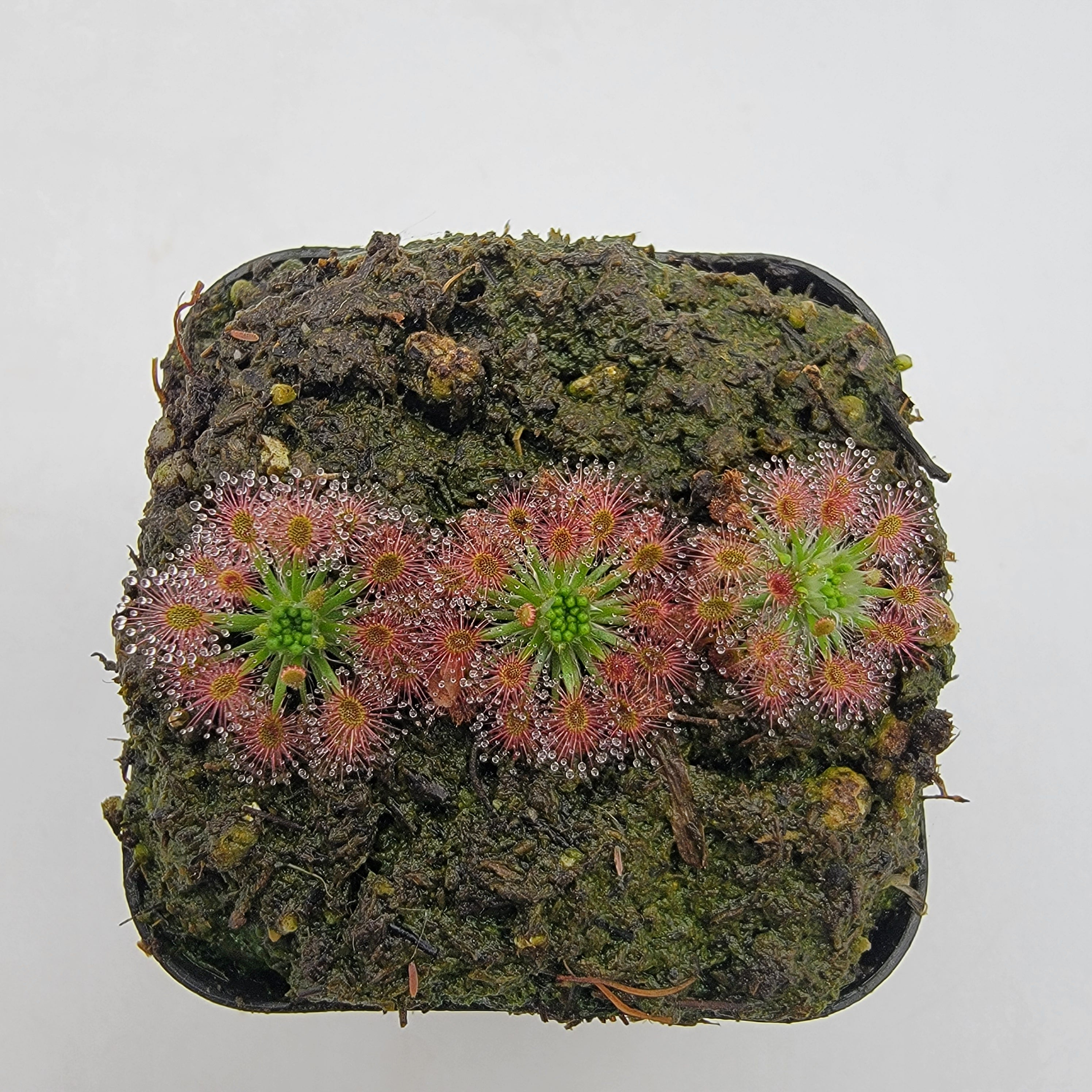 Drosera roseana - -Rainbow Carnivorous Plants LLC