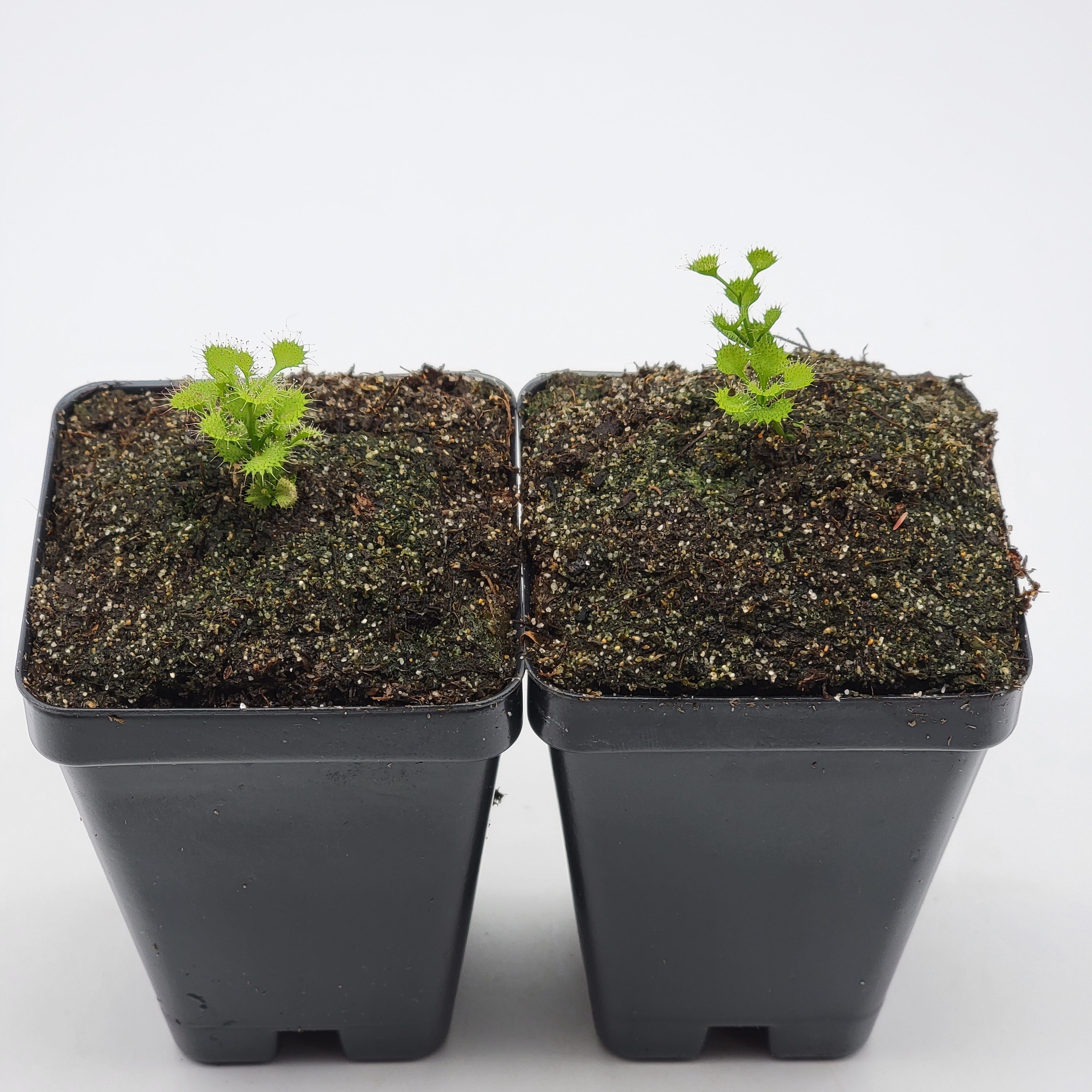 Drosera rupicola -Drosera -Rainbow Carnivorous Plants LLC