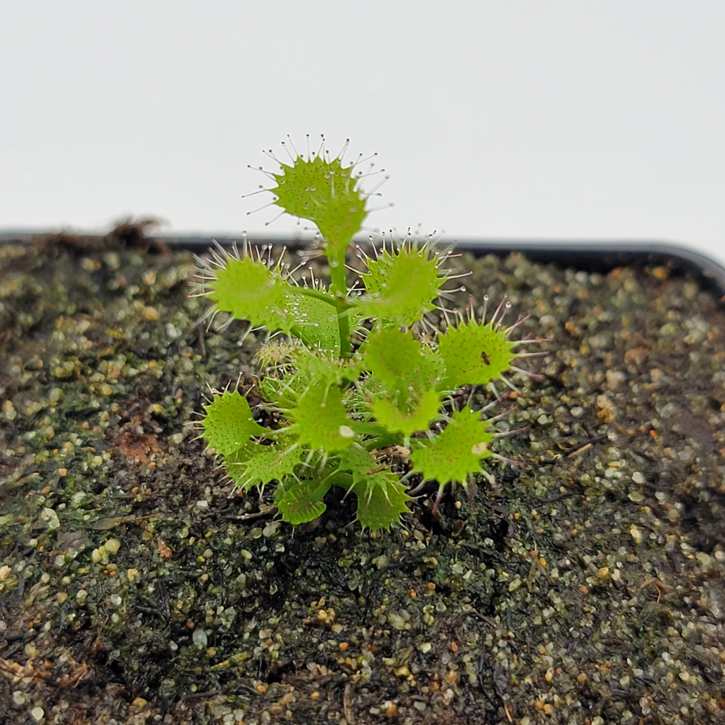 Drosera rupicola -Drosera -Rainbow Carnivorous Plants LLC