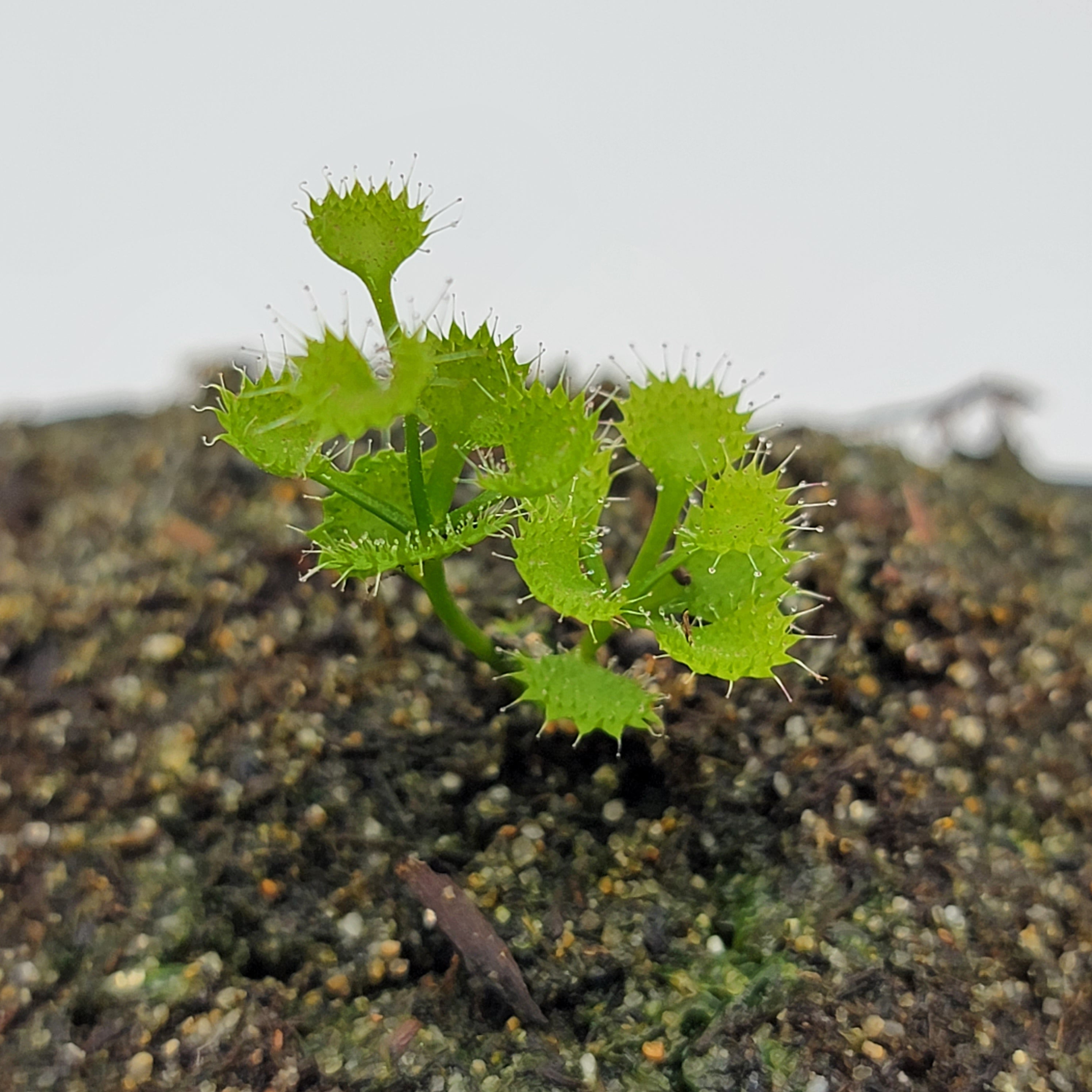 Drosera rupicola -Drosera -Rainbow Carnivorous Plants LLC