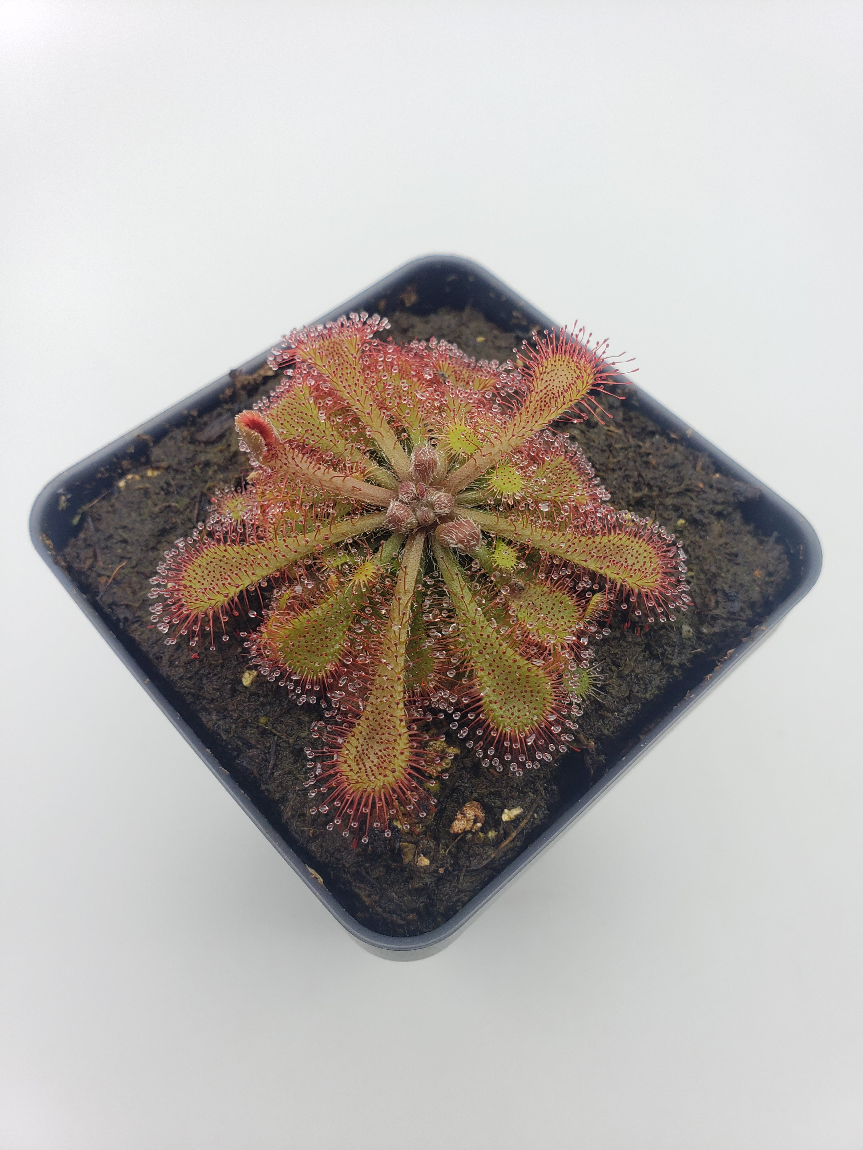 Drosera tokaiensis -Live carnivorous plant- - -Rainbow Carnivorous Plants LLC