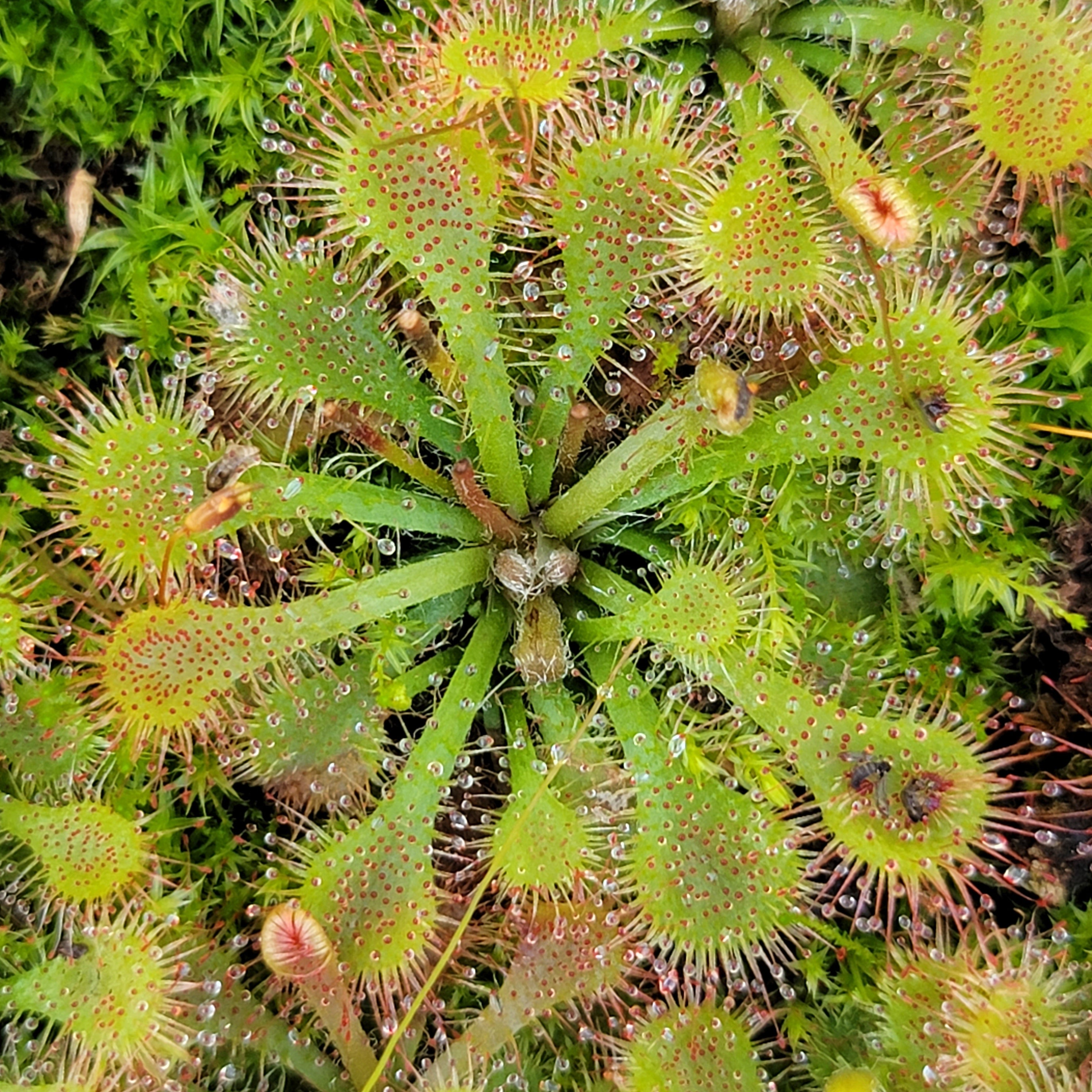 Drosera Tokaiensis Live Carnivorous Plant Rainbow Carnivorous drosera-tokaiensis-live-carnivorous-plant-rainbow-carnivorous