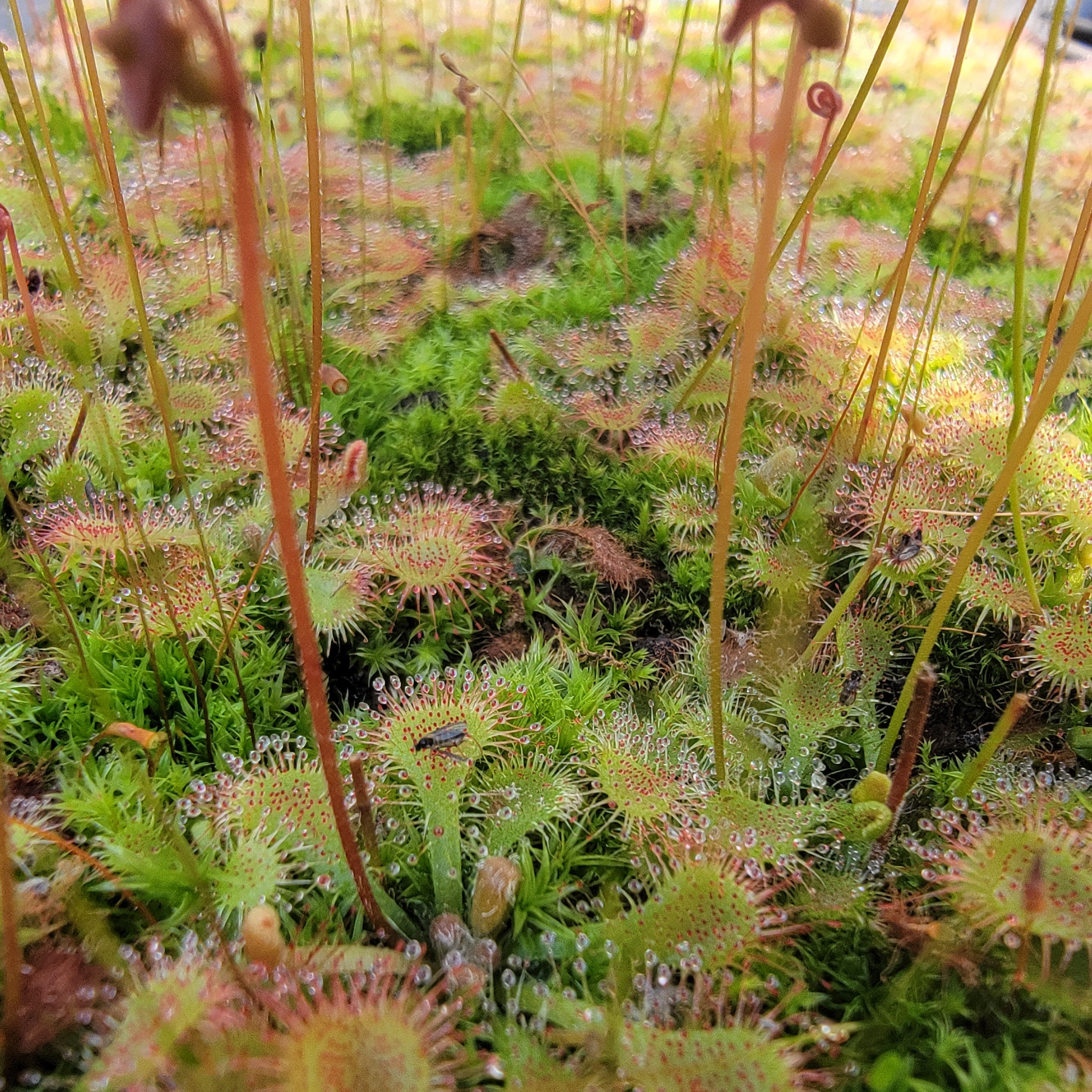 Drosera tokaiensis -Live carnivorous plant- - -Rainbow Carnivorous Plants LLC