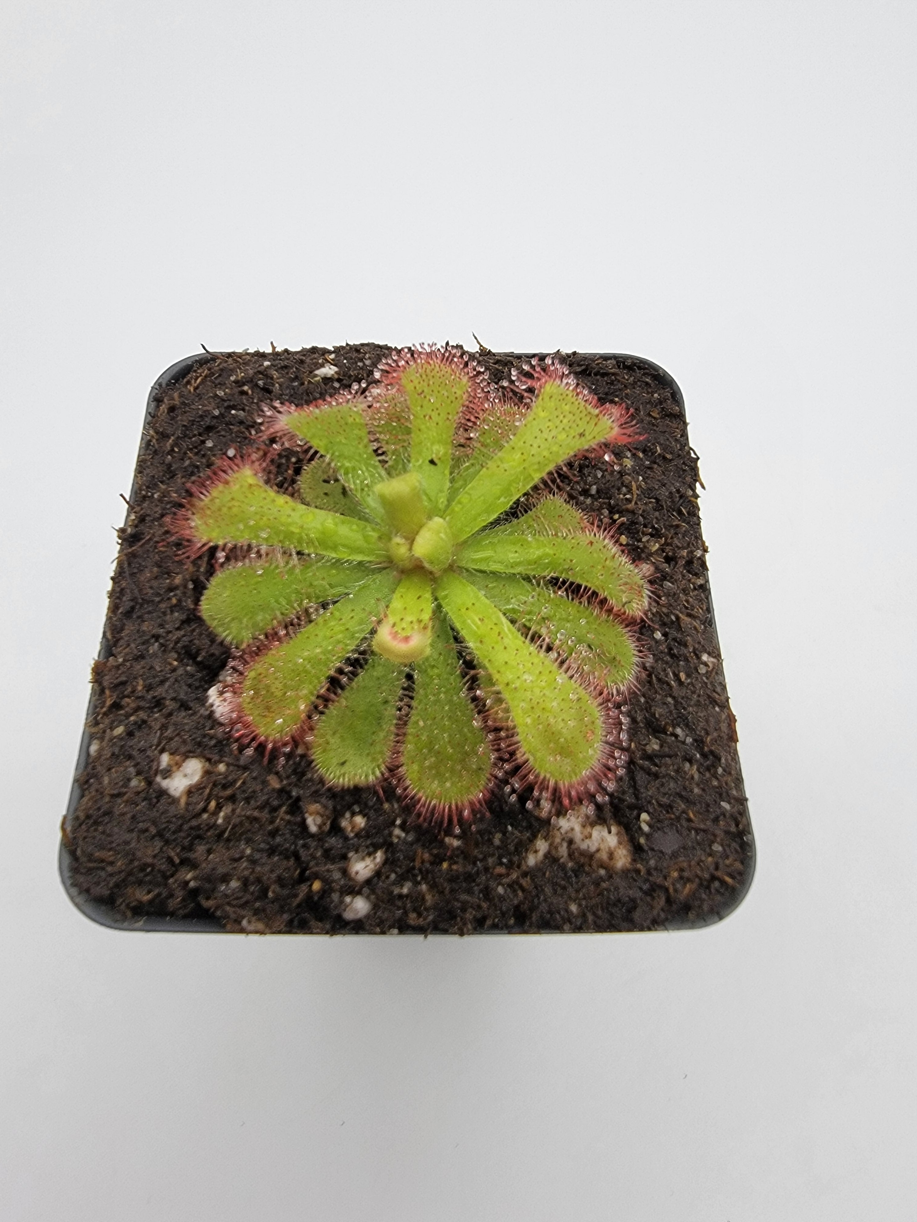 Drosera venusta - -Rainbow Carnivorous Plants LLC