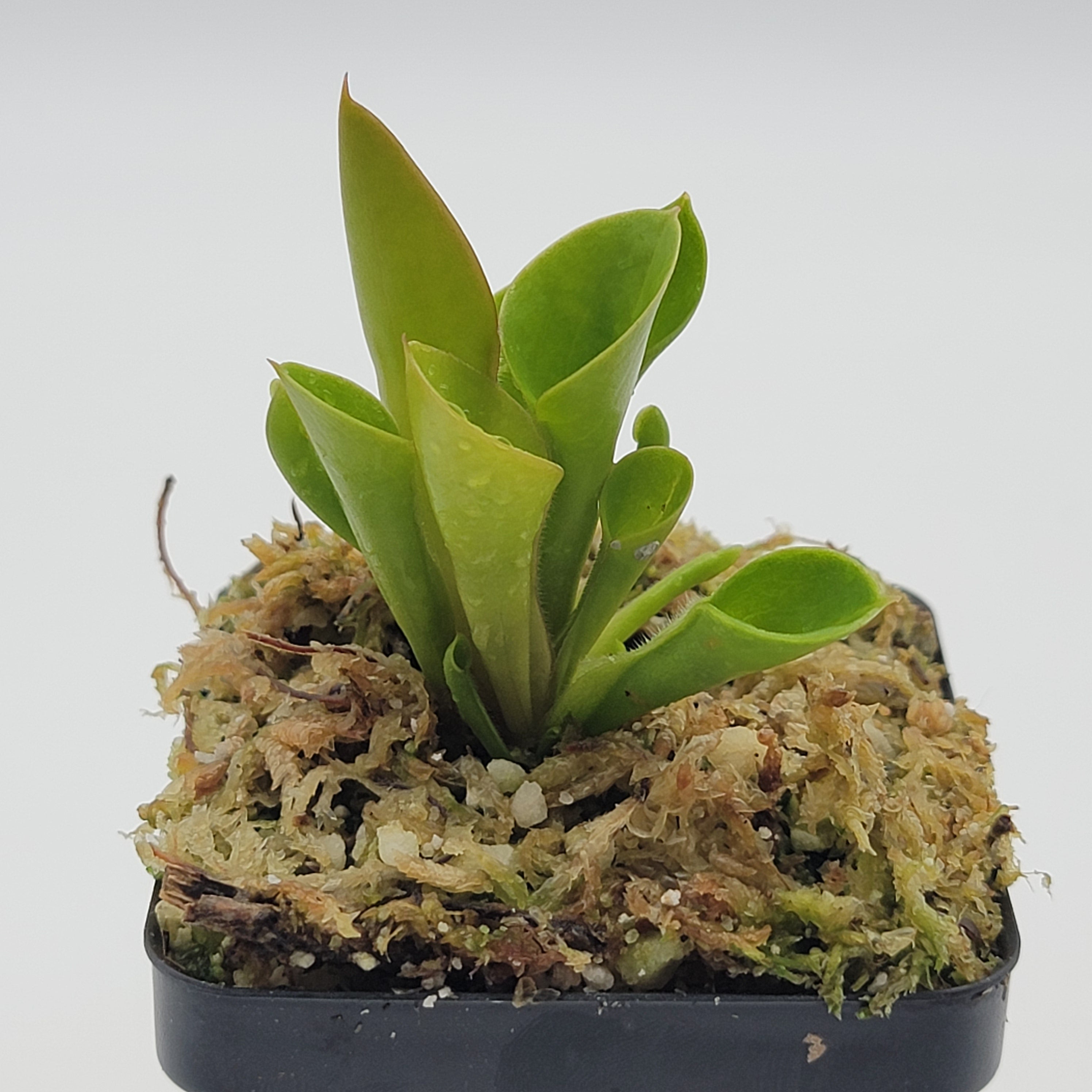Heliamphora minor -heliamphora -Rainbow Carnivorous Plants LLC