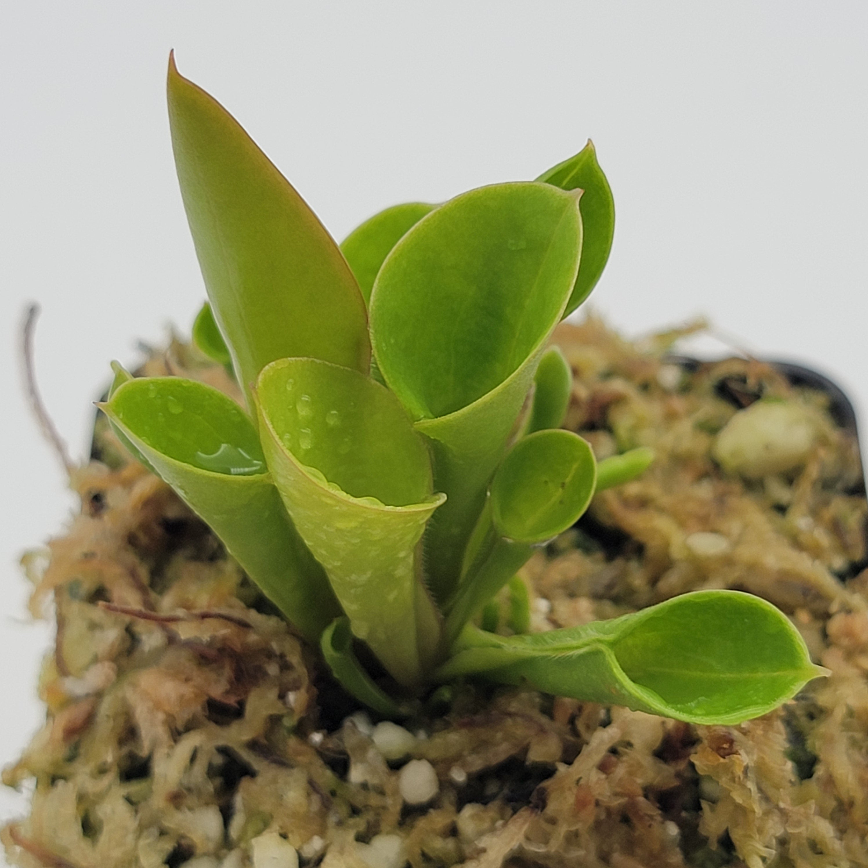 Heliamphora minor -heliamphora -Rainbow Carnivorous Plants LLC