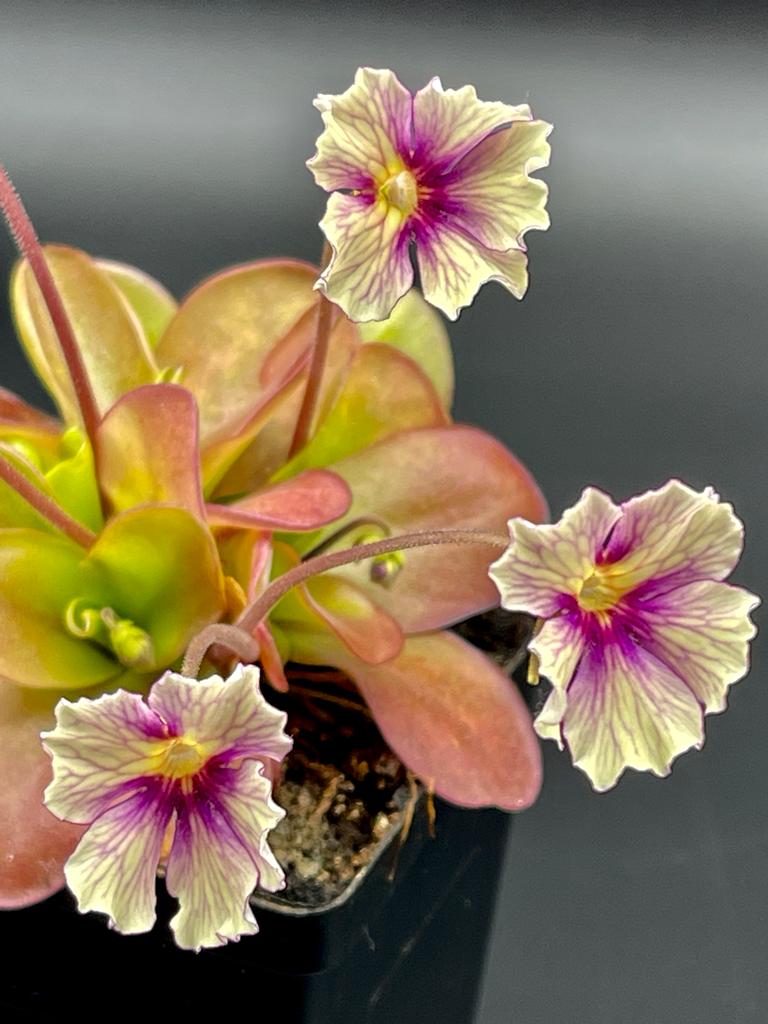 Pinguicula 'Razzberry Blonde' -Butterworts -Rainbow Carnivorous Plants LLC