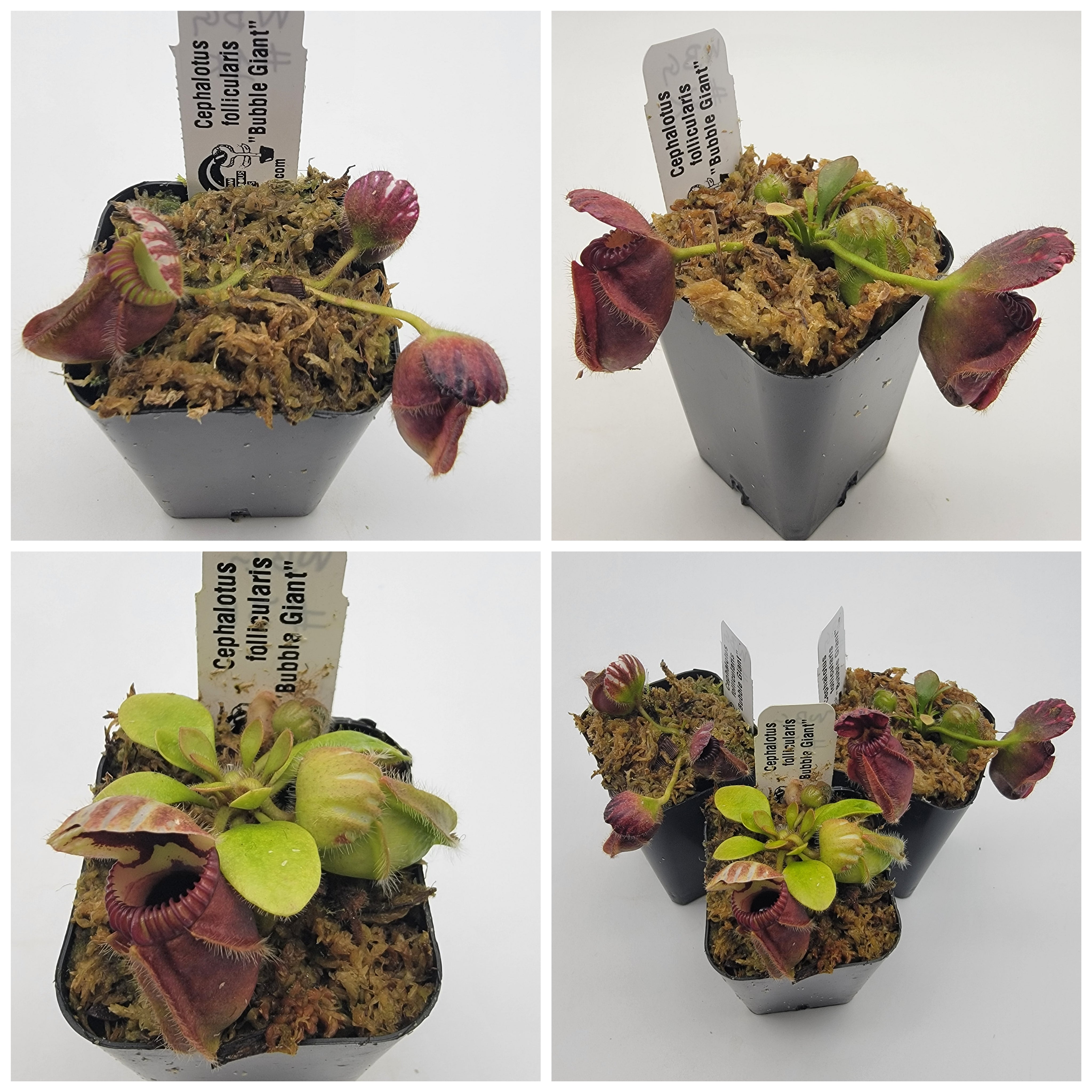 Cephalotus follicularis "Bubble Giant" WBG (1K-9K) - -Rainbow Carnivorous Plants LLC