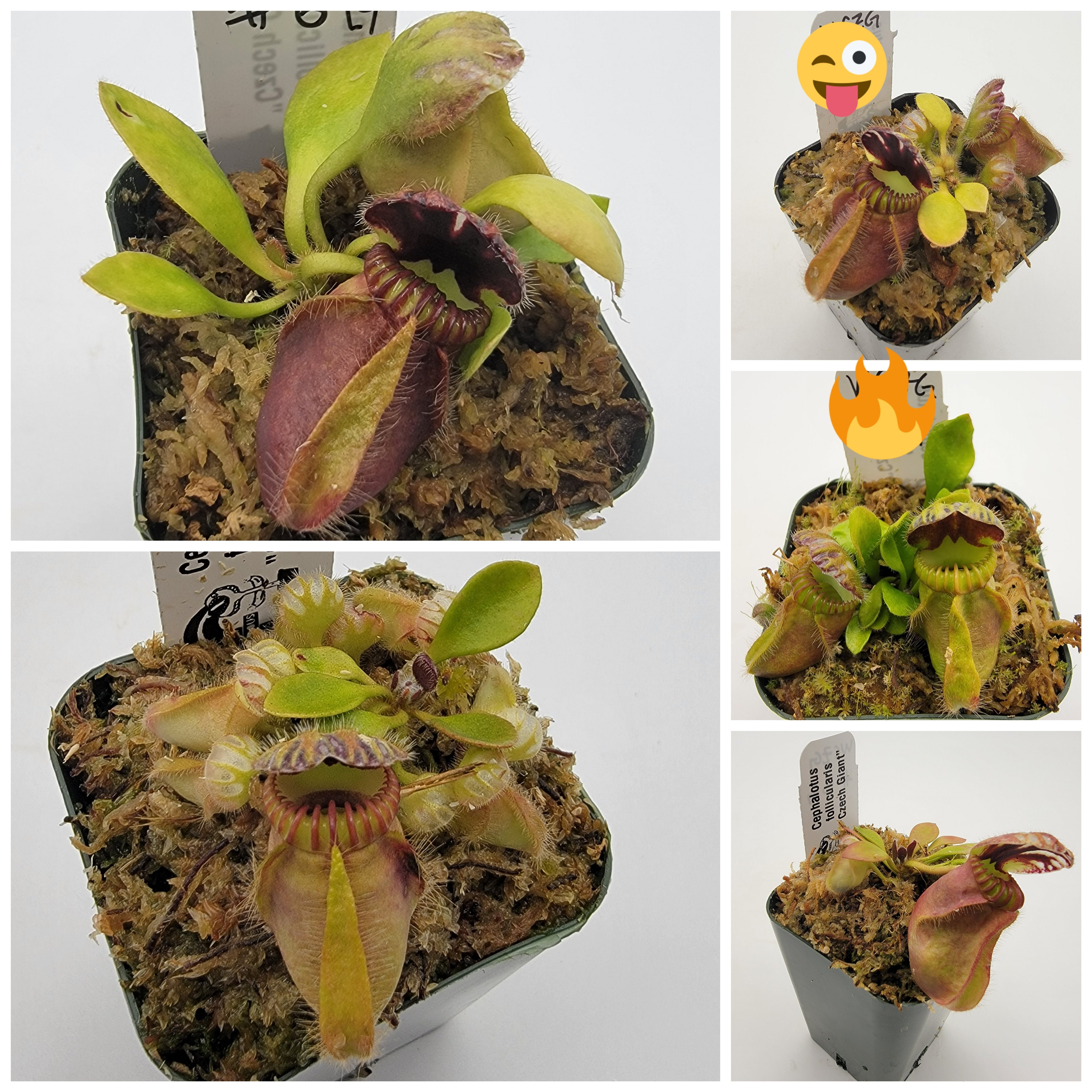 Cephalotus follicularis "Czech Giant" (WCZG-4G/12G) - Rainbow Carnivorous Plants LLC