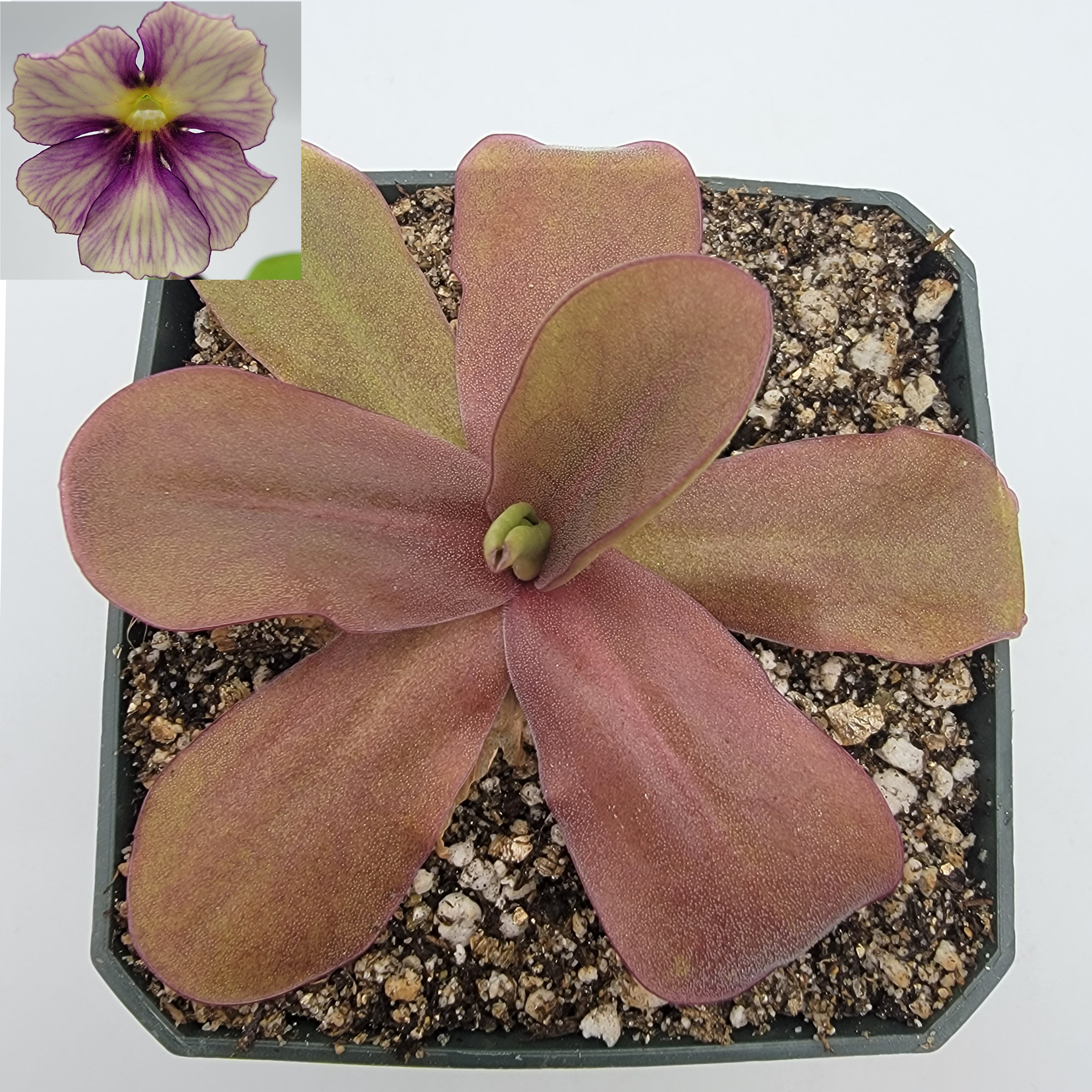 Pinguicula 'Razzberry Blonde' -Butterworts -Rainbow Carnivorous Plants LLC