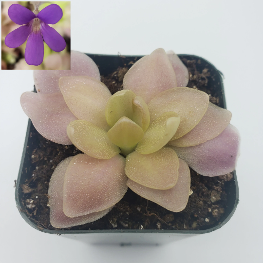 Pinguicula 'Marciano' (Butterwort) -Butterworts -Rainbow Carnivorous Plants LLC