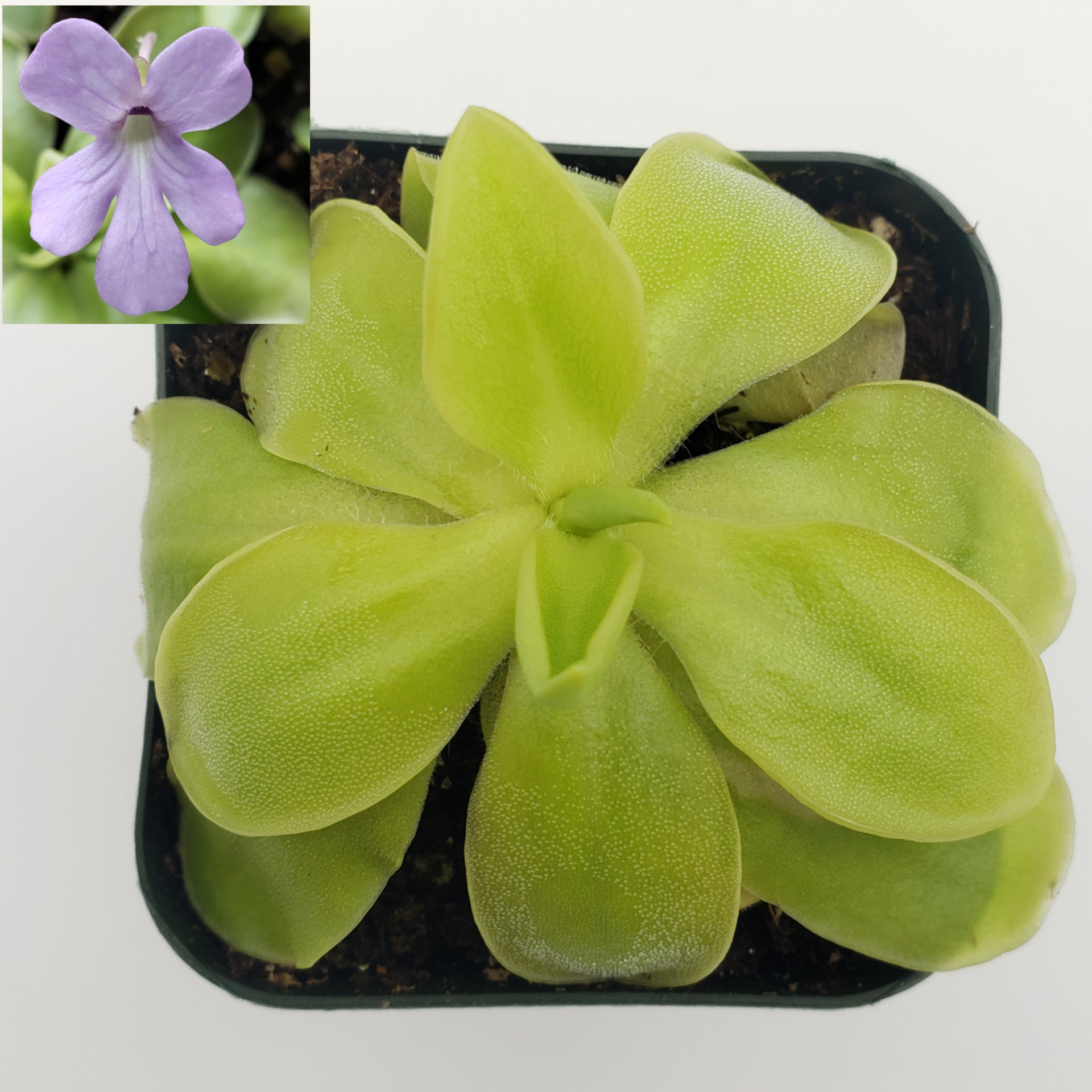 Pinguicula moranensis var. alba x elizabethiae -Butterworts -Rainbow Carnivorous Plants LLC
