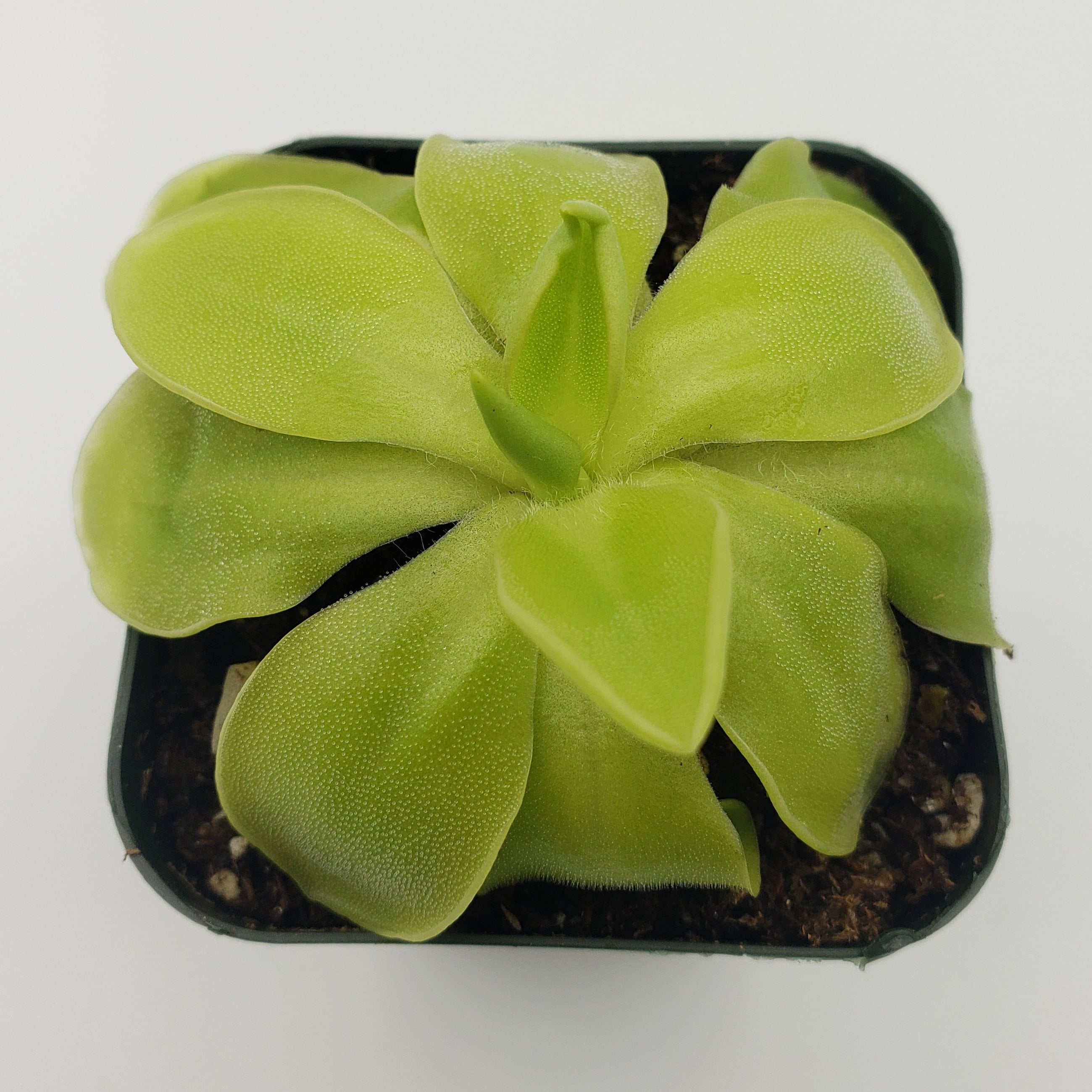 Pinguicula moranensis var. alba x elizabethiae -Butterworts -Rainbow Carnivorous Plants LLC