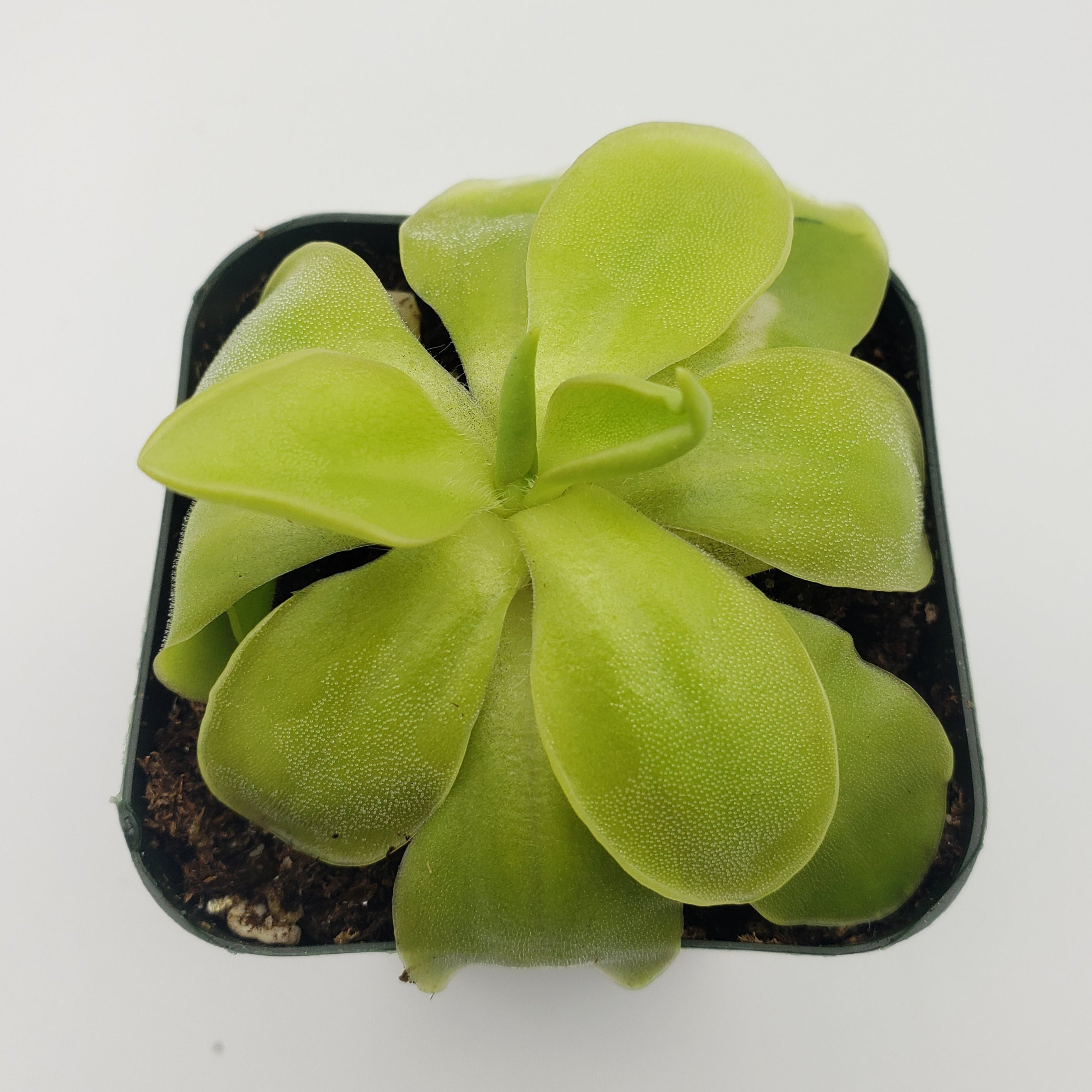 Pinguicula moranensis var. alba x elizabethiae -Butterworts -Rainbow Carnivorous Plants LLC