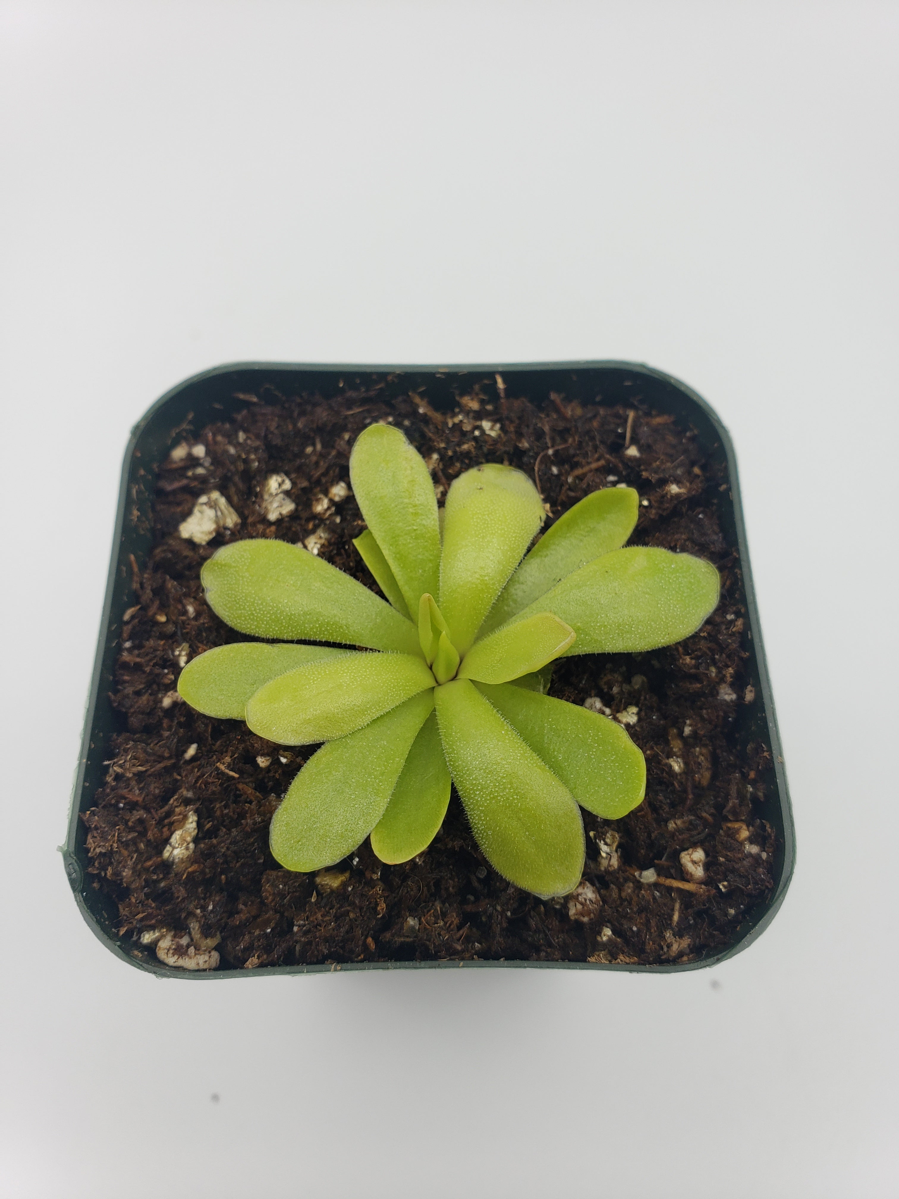 Pinguicula rectifolia {near Huahupan, Oax, México} -Butterworts -Rainbow Carnivorous Plants LLC