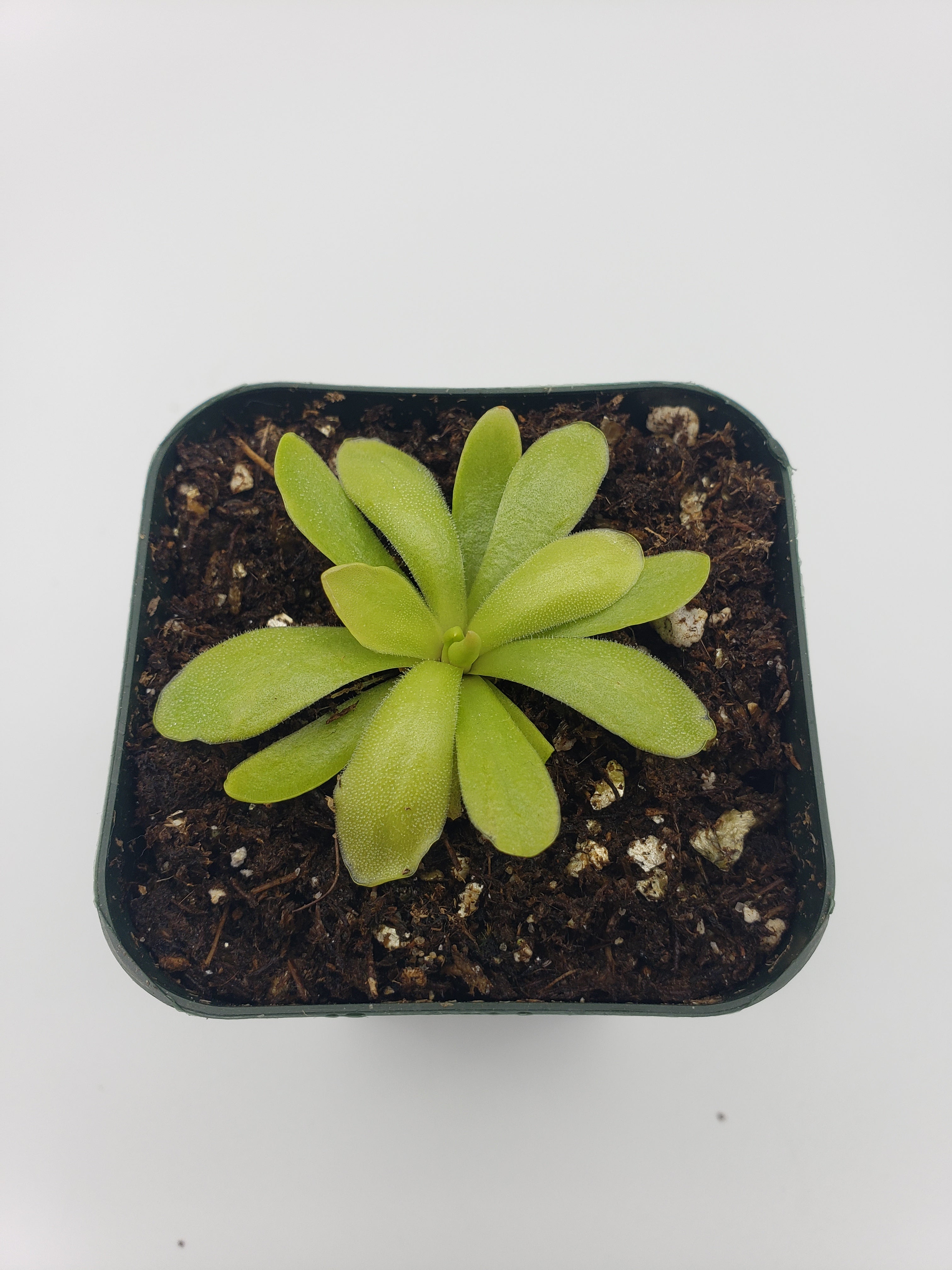 Pinguicula rectifolia {near Huahupan, Oax, México} -Butterworts -Rainbow Carnivorous Plants LLC