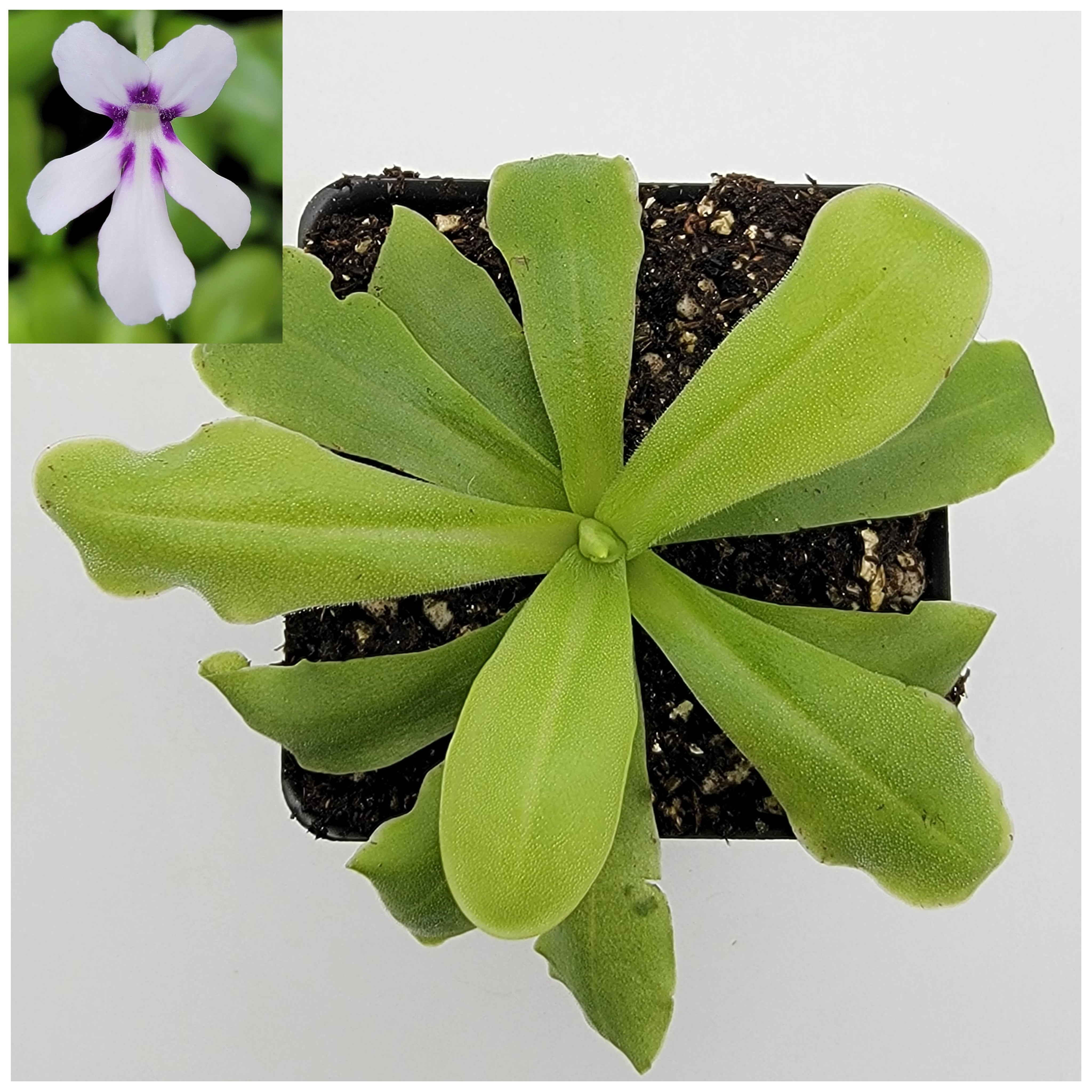 Pinguicula 'ANPA A' -Butterworts -Rainbow Carnivorous Plants LLC
