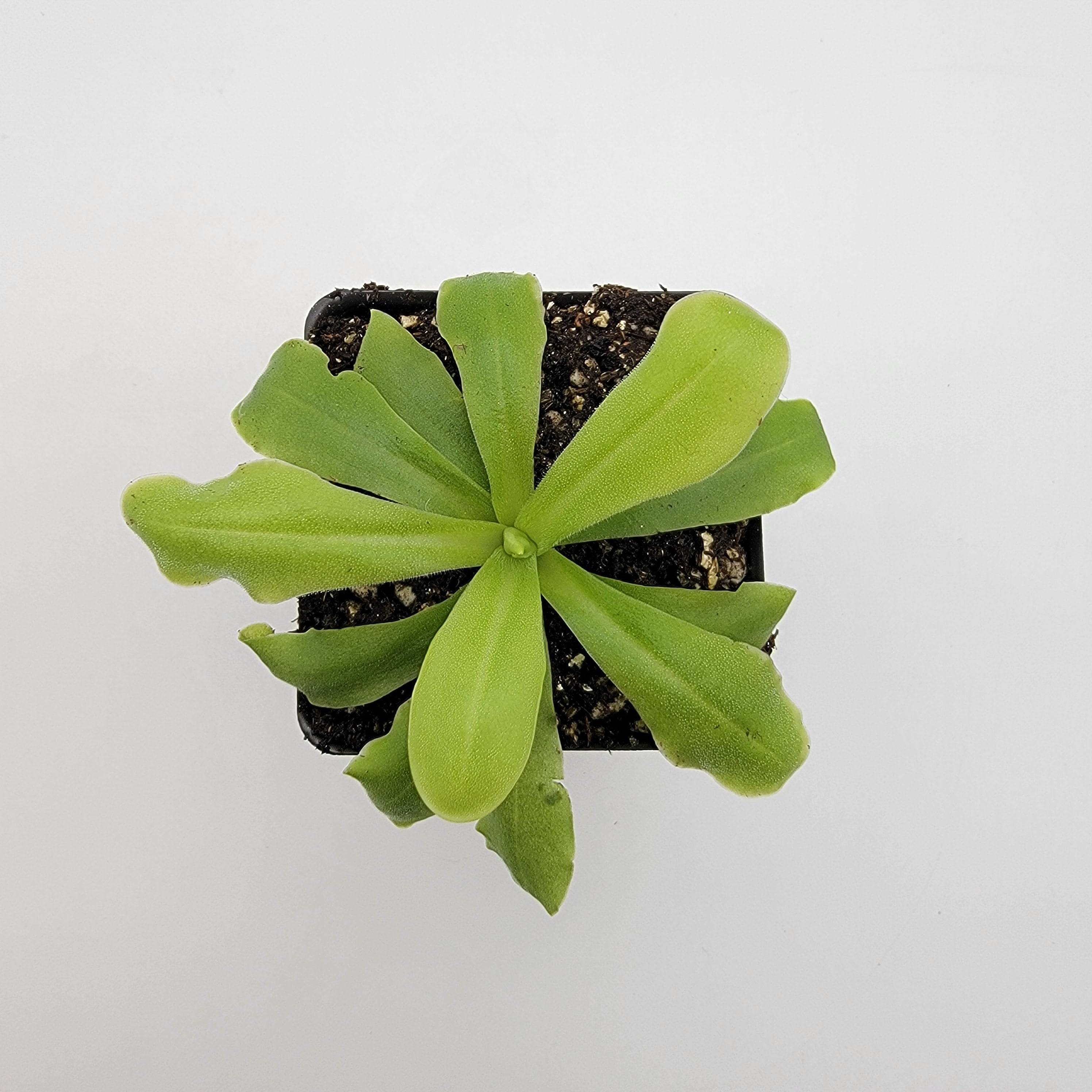 Pinguicula 'ANPA A' -Butterworts -Rainbow Carnivorous Plants LLC