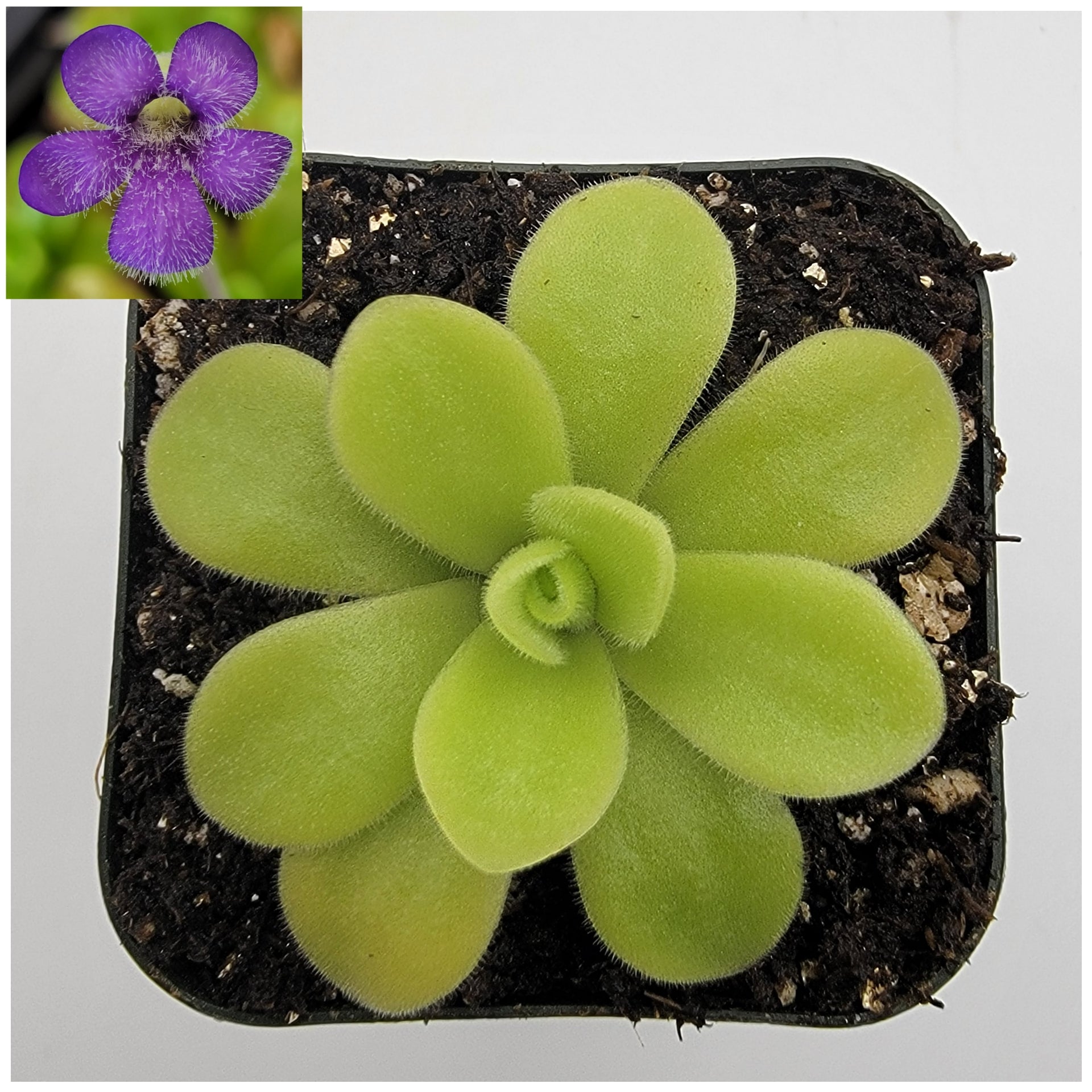 Pinguicula sp. Alfred Lau #13 -Butterworts -Rainbow Carnivorous Plants LLC