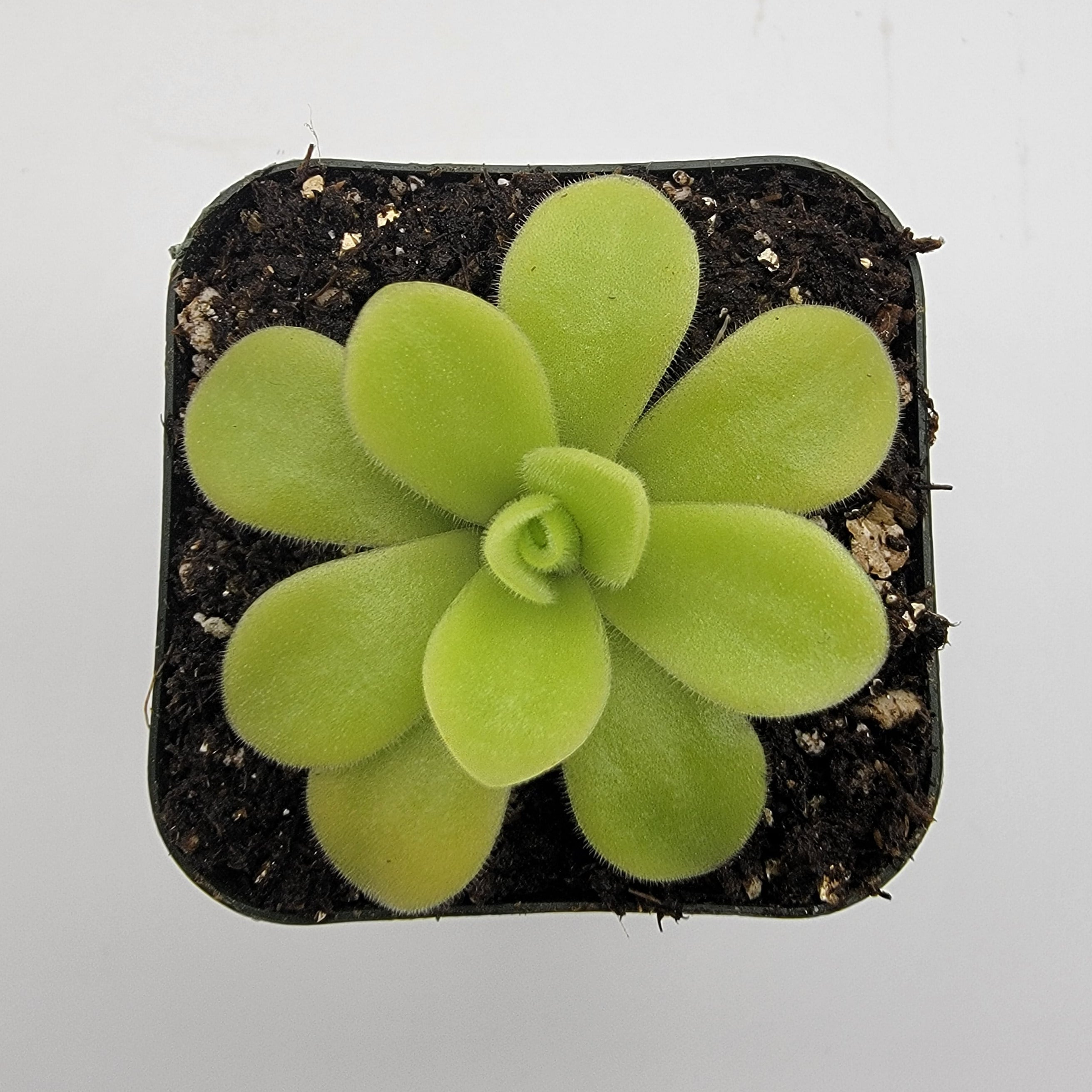 Pinguicula sp. Alfred Lau #13 -Butterworts -Rainbow Carnivorous Plants LLC